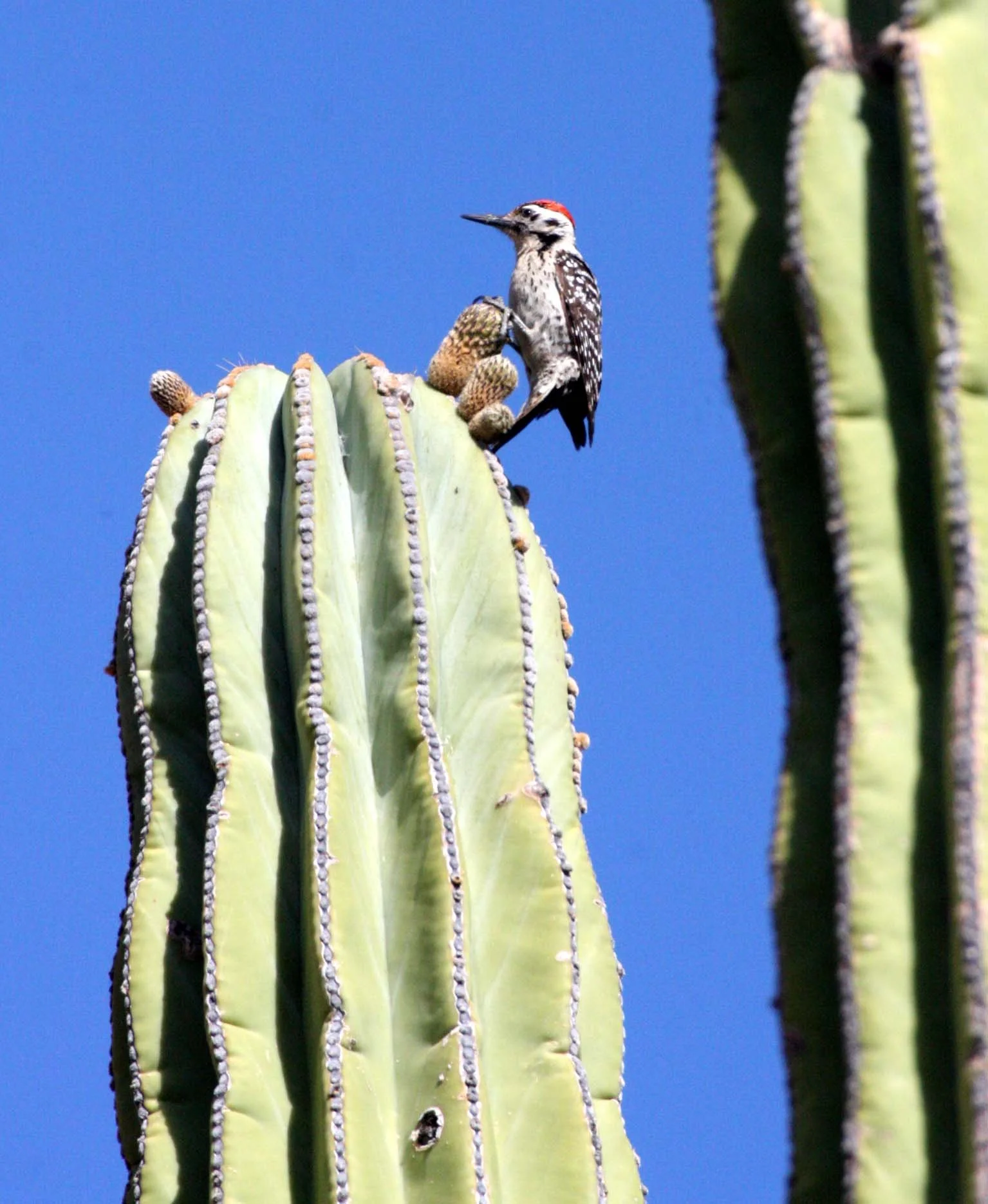 BIRD - WOODPECKER - LADDER-BACKED WOODPECKER - PICOIDES SCALARIS - ISLA SANTA CATALINA BAJA MEXIO.JPG