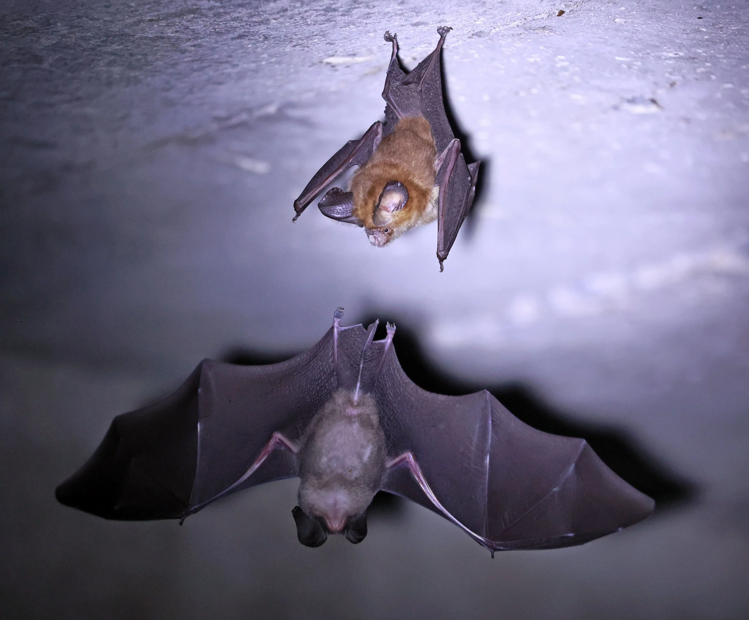 Hipposideros gentilis 