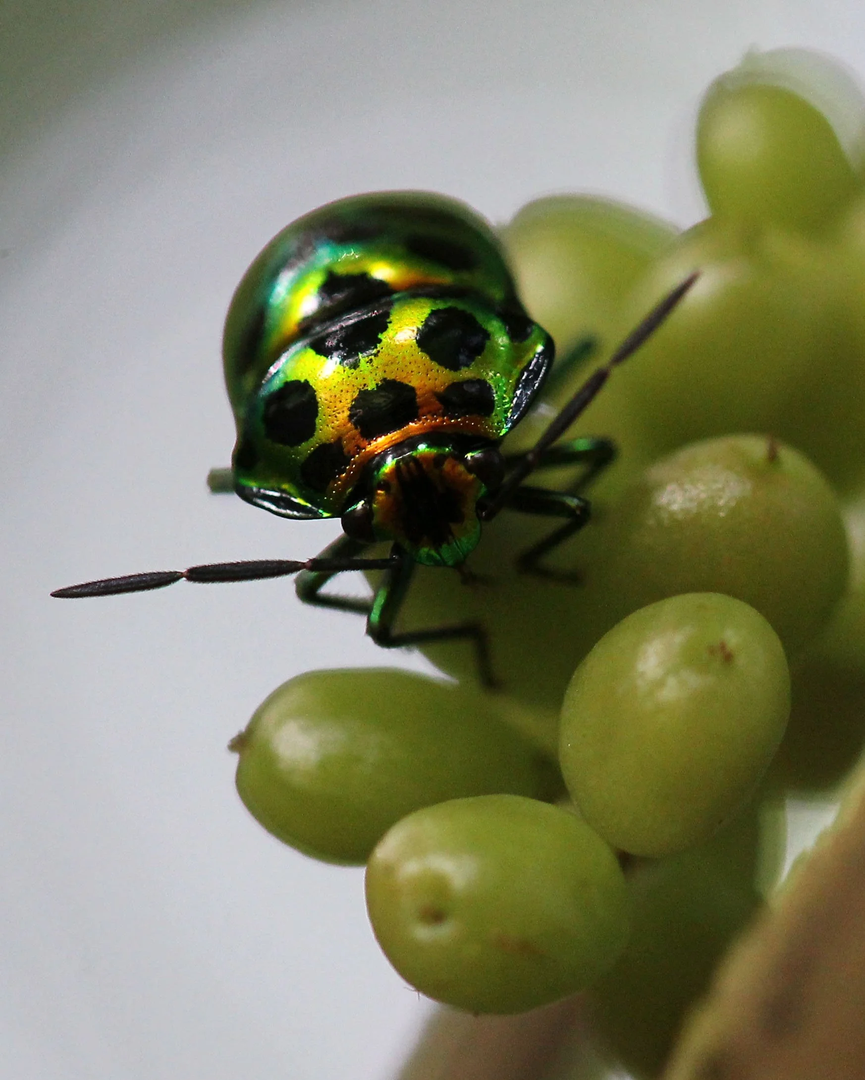 Chrysocoris stollii - Koh Lanta, Thailand