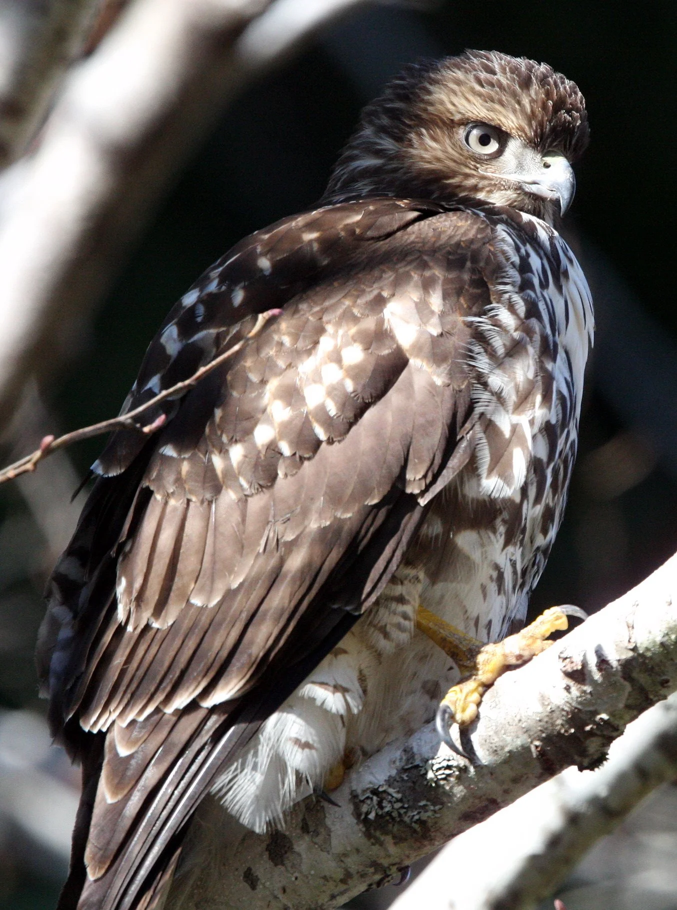 Buteo jamaicensis - RED-TAILED HAWK - TWIN RIVER ROAD OLYMPIC PENINSULA (28).JPG