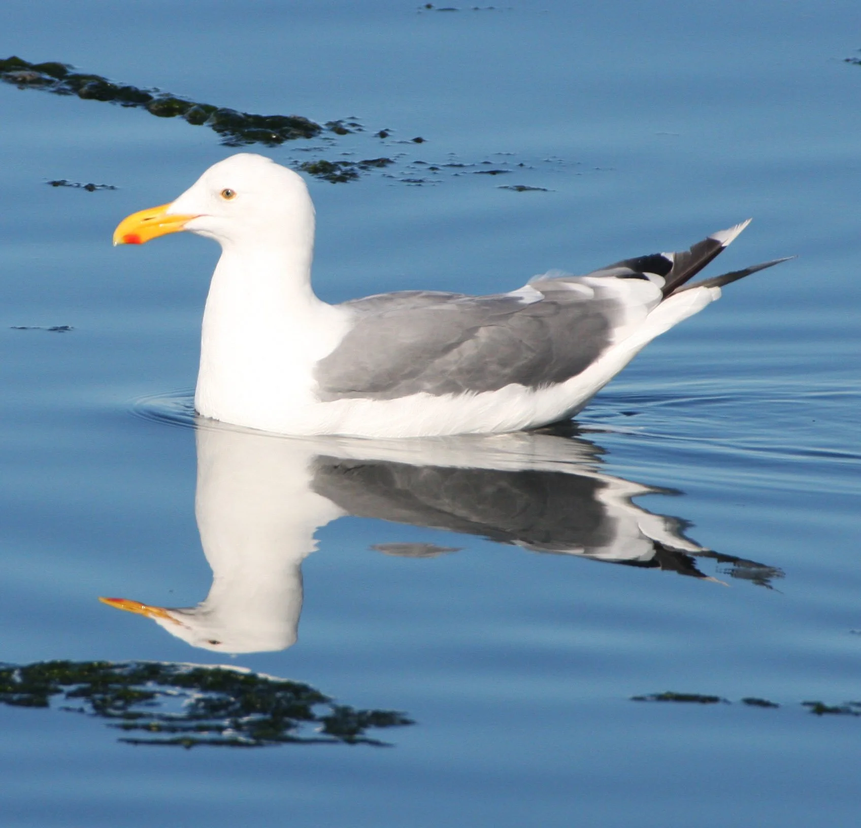 BIRD - GULL - WESTERN GULL - SEQUIM BAY (9).JPG