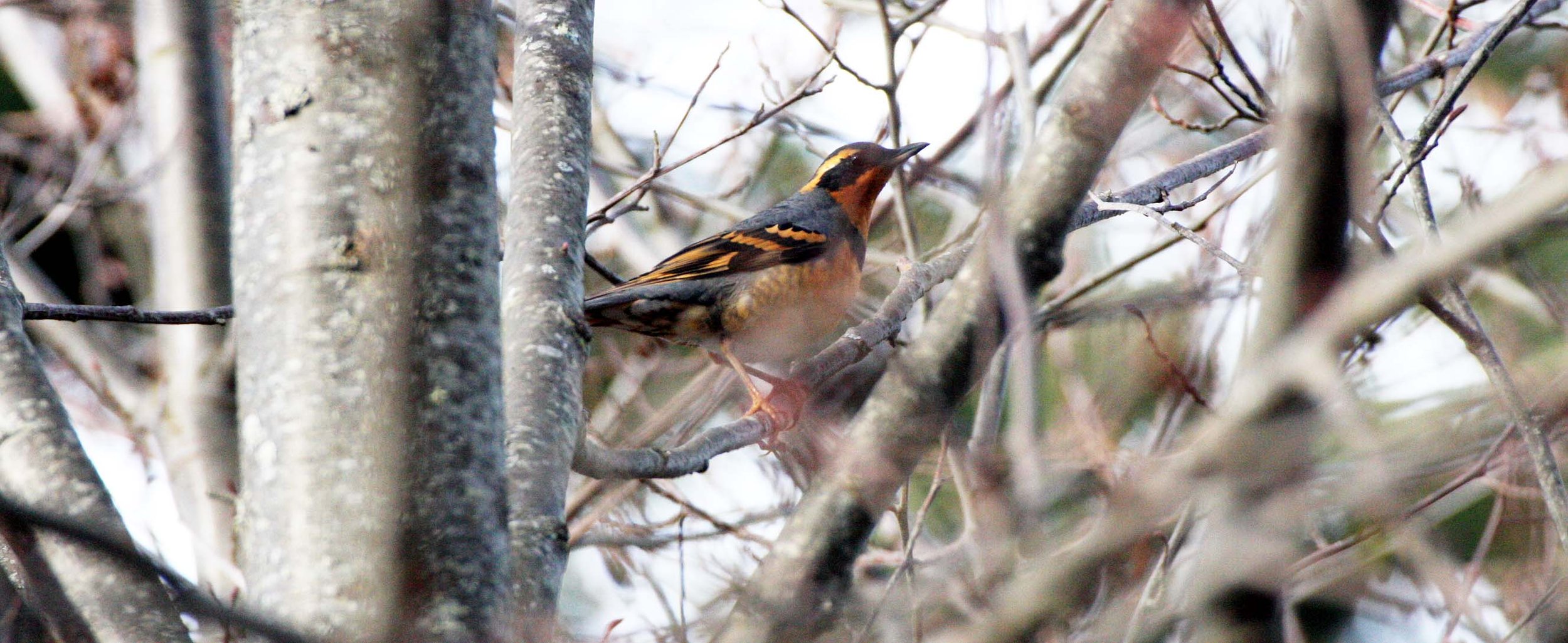 Varied Thrush (Ixoreus naevius) Lake Farm Olympic Peninsula Washington (3).JPG
