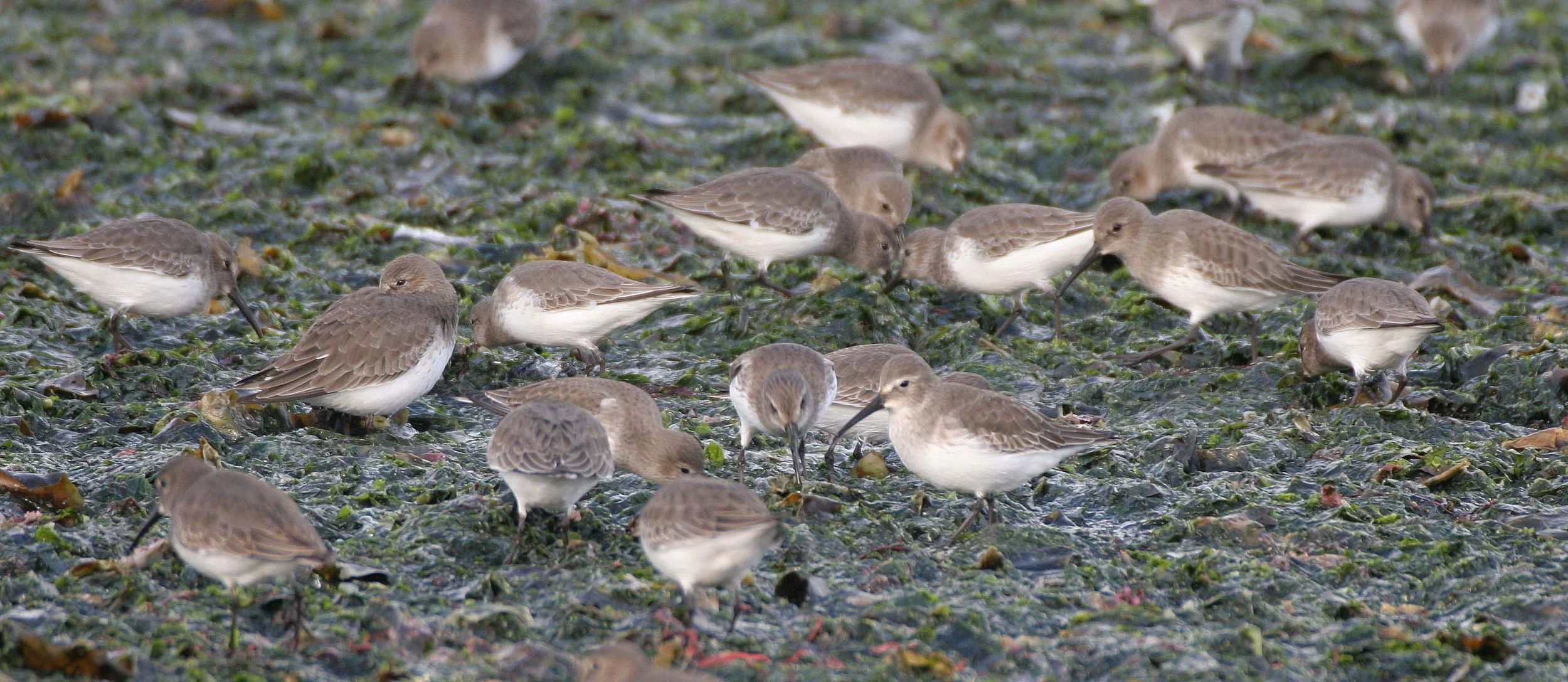 BIRD - DUNLINS - THREE CRABS (9).jpg