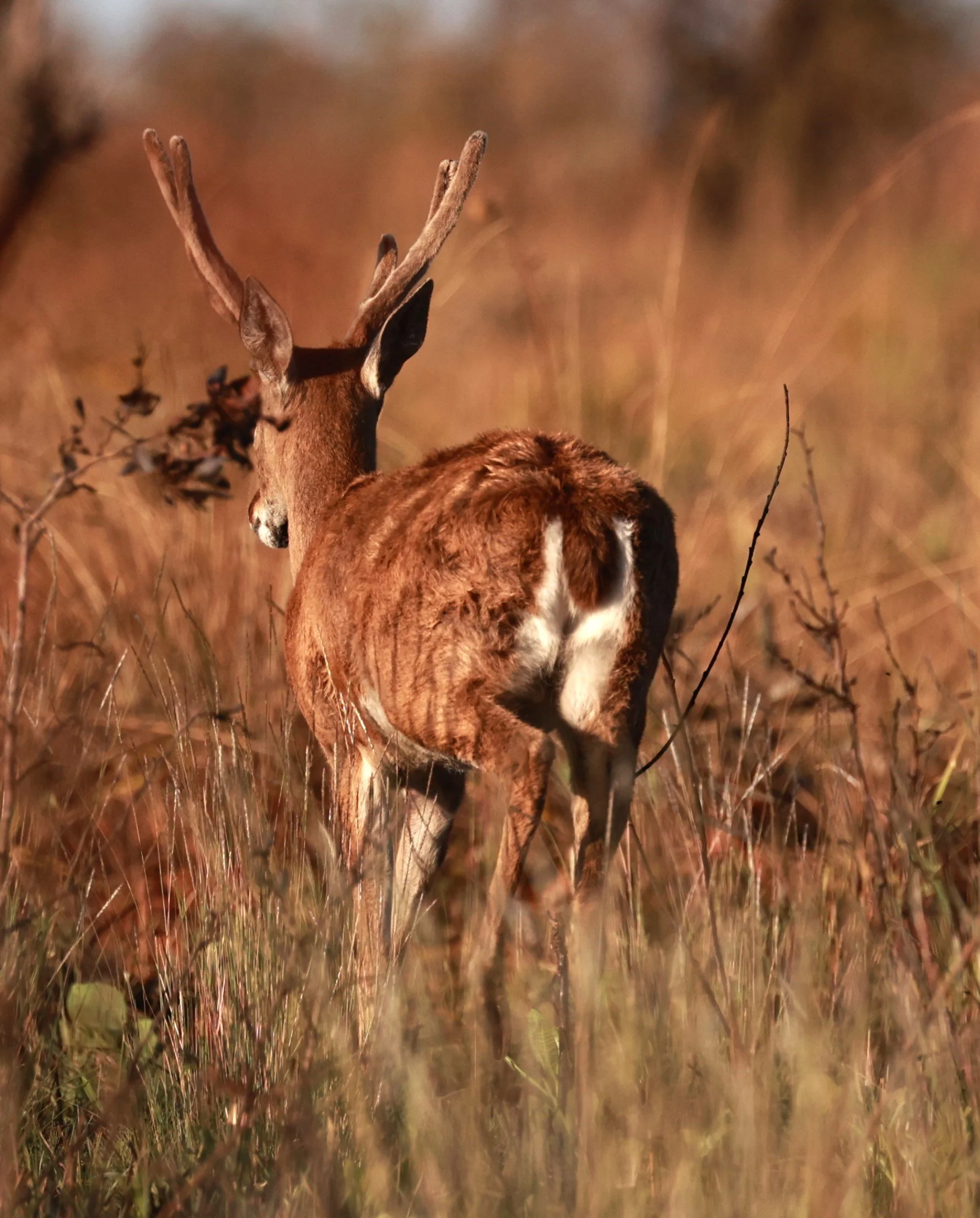Ozotoceros bezoarticus bezoarticus - Pampas Deer -  Emas National Park, Goias Brazil (1).JPG