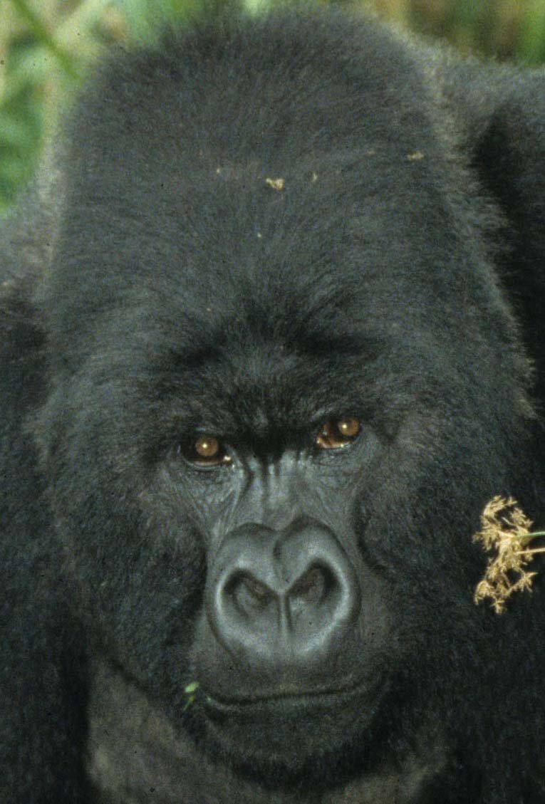 PRIMATE - GORILLA-RWANDA PARC DU VULCANS (80).jpg