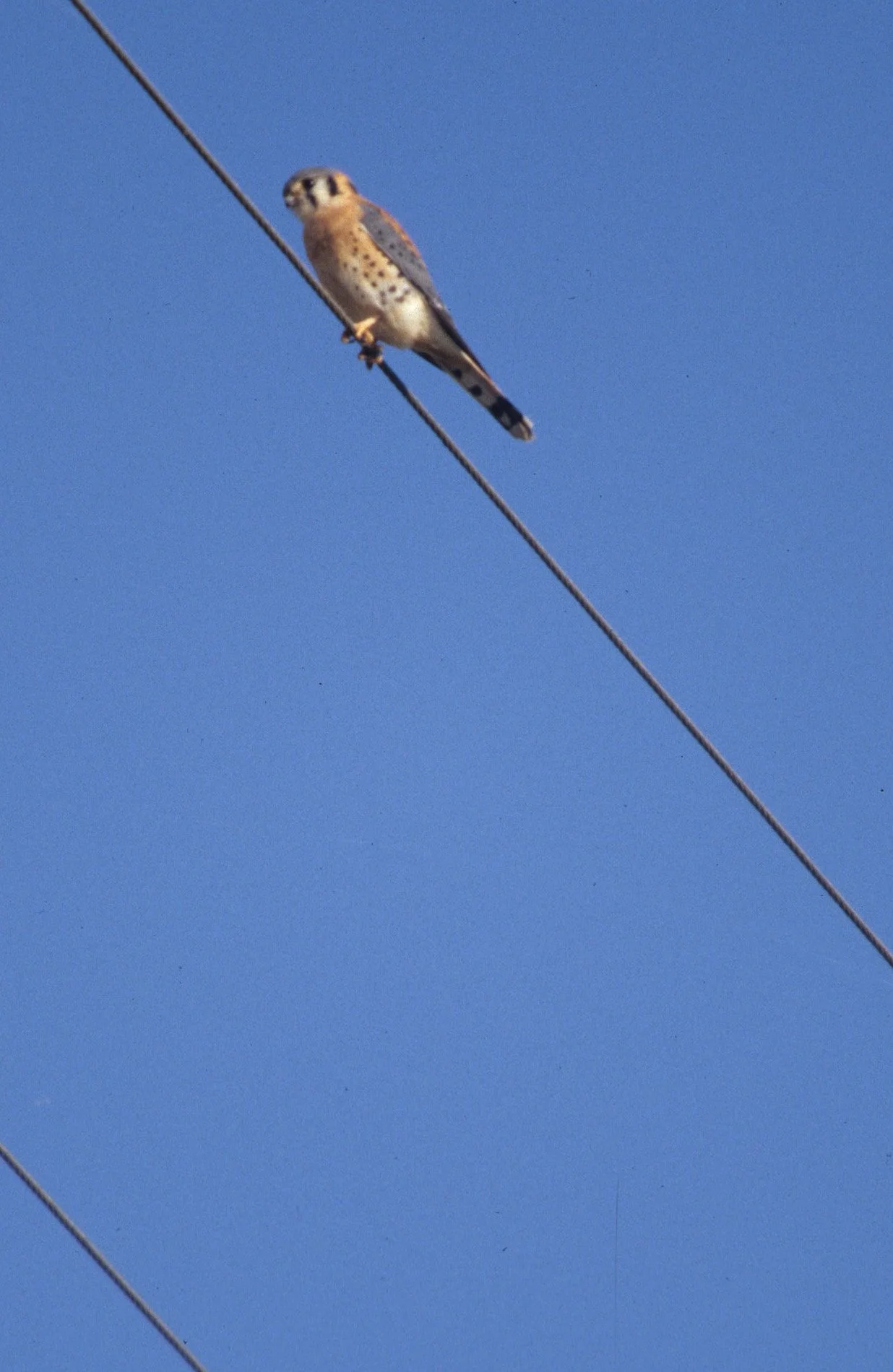 BIRD - AMERICAN KESTREL - KLAMMATH BASIN CALIF.jpg