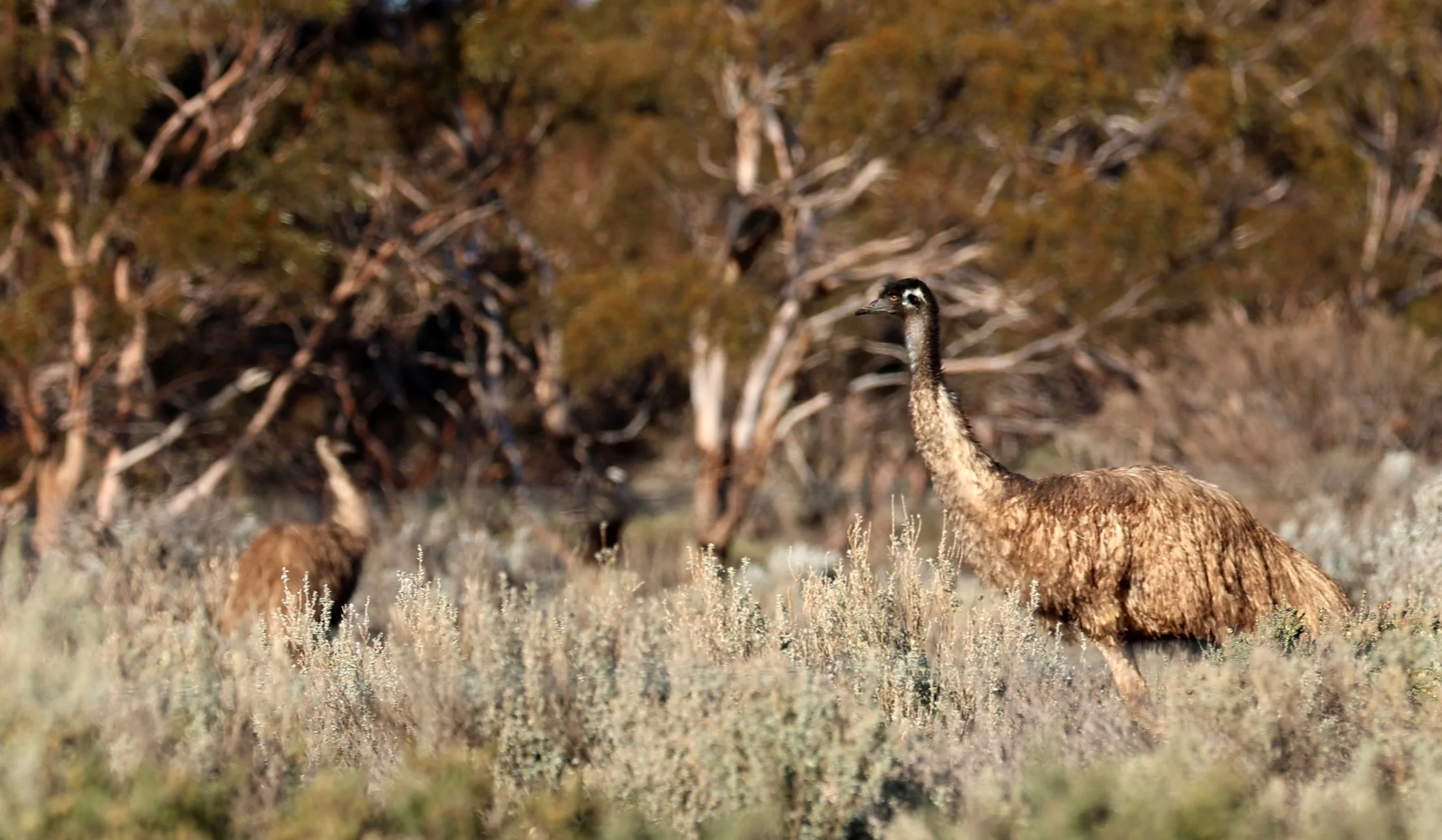 Emu (Dromaius novaehollandiae) Goyder Highway toward Warren Gorge - South Australia (14).jpg
