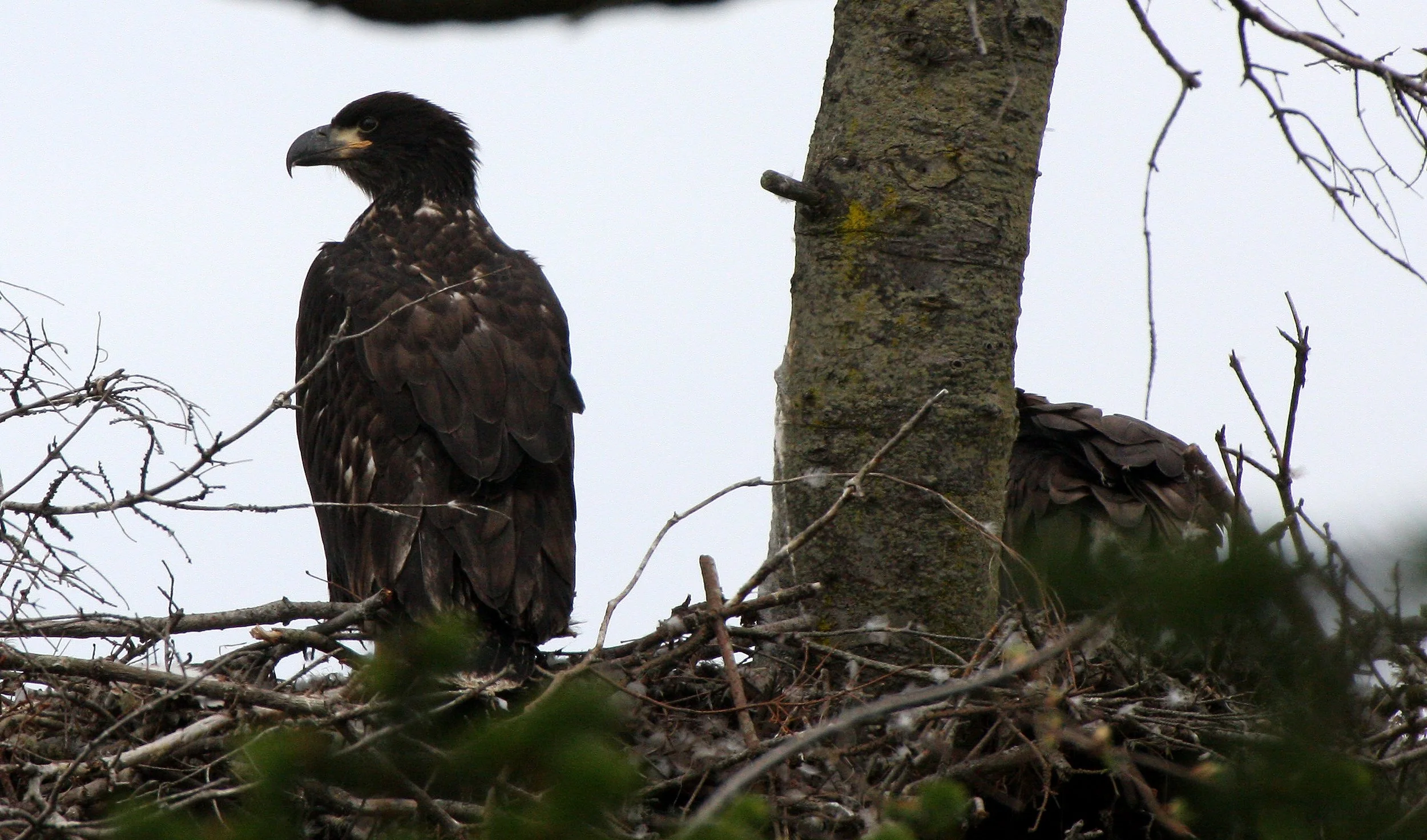 Haliaeetus leucocephalus - AMERICAN BALD EAGLE - CHICKS - CLINE SPIT OVERLOOK - SEQUIM DUNGENESS BLUFFS (59).JPG