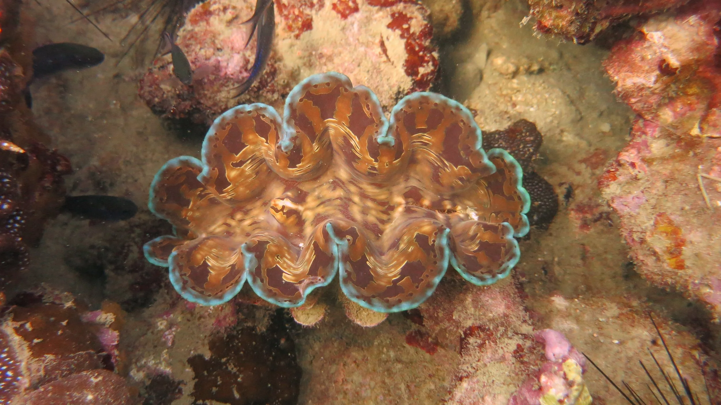 Dive Trip with BPS to Sattahip