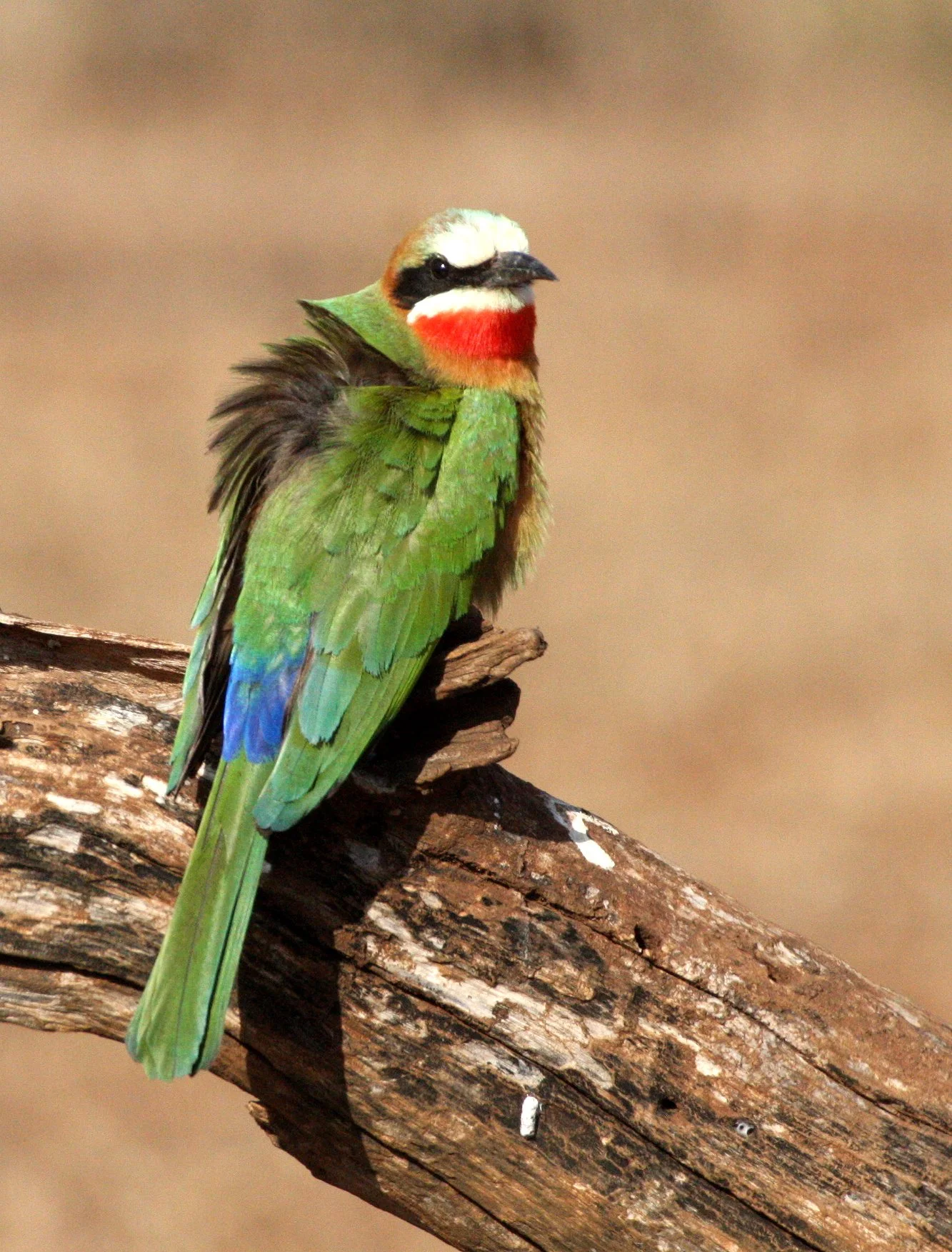 BIRD - BEE-EATER - WHITE-FRONTED BEE-EATER - IMFOLOZI NATIONAL PARK SOUTH AFRICA (3).JPG