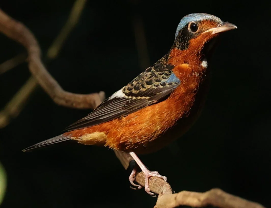 ROCK-THRUSH - WHITE-THROATED ROCK-THRUSH - Monticola gularis - WAT THAM PRATHUM CHONBURI JAN 30 2022 (52).jpg