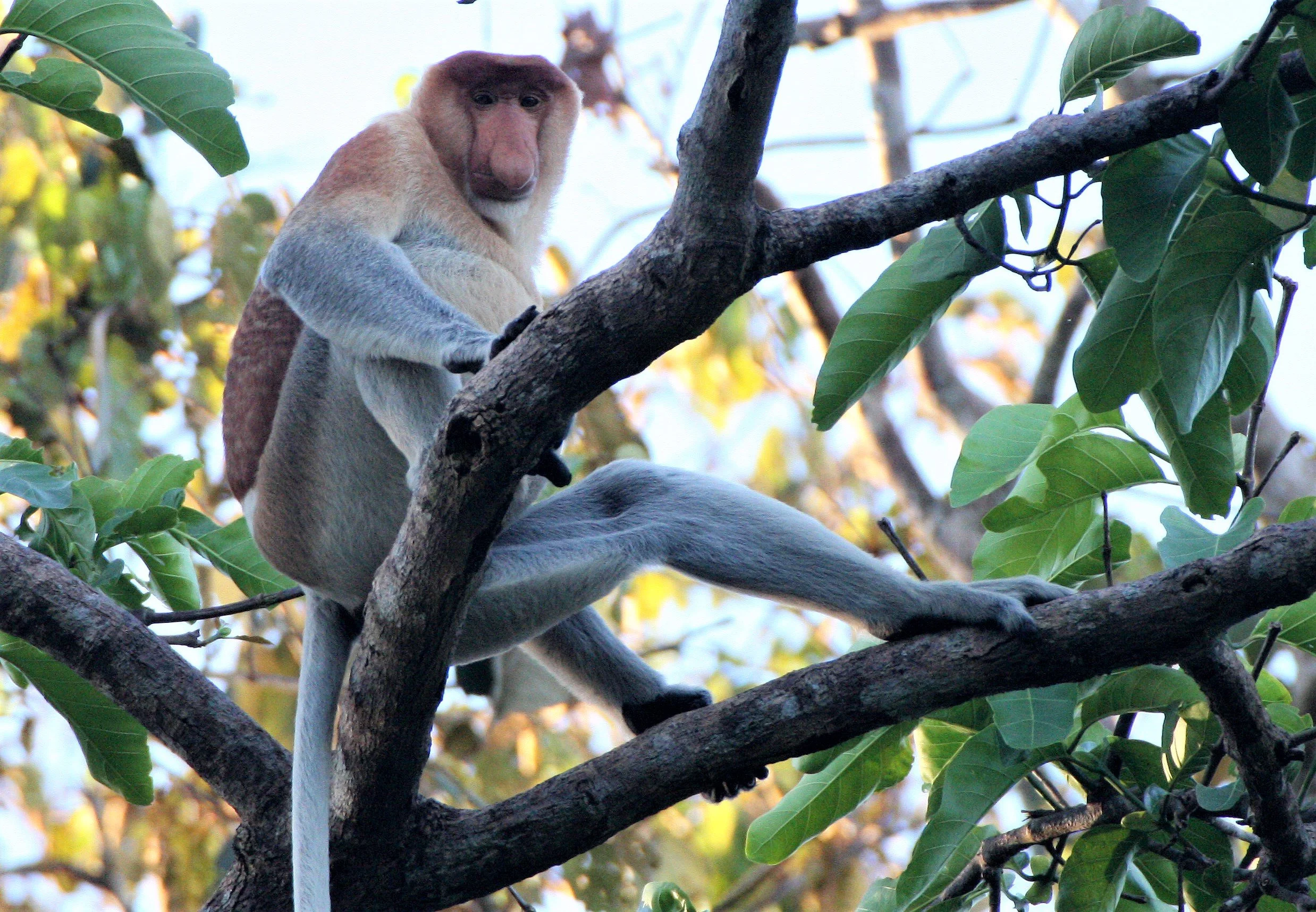 CERCOPITHECIDAE - Nasalis larvatus -PROBOSCIS MONKEY TROOP - KINABATANGAN RIVER BORNEO  aa91.jpg