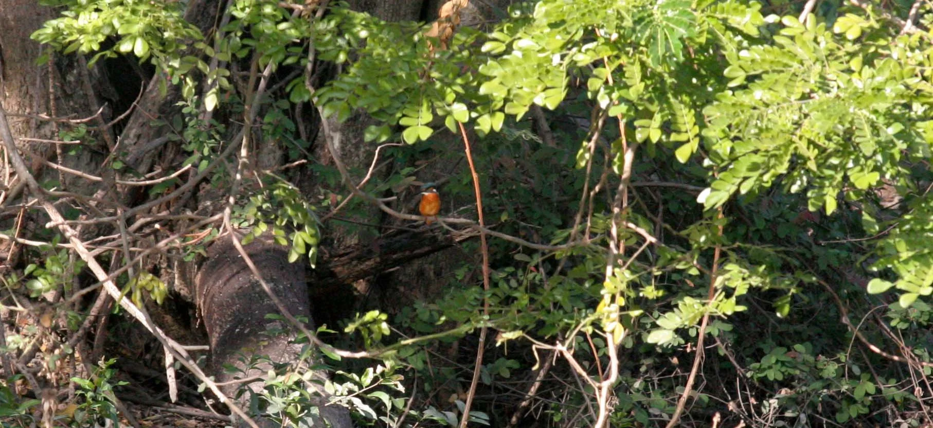 AYUDTHAYA - CHRISTMAS TRIP 2008.JPG