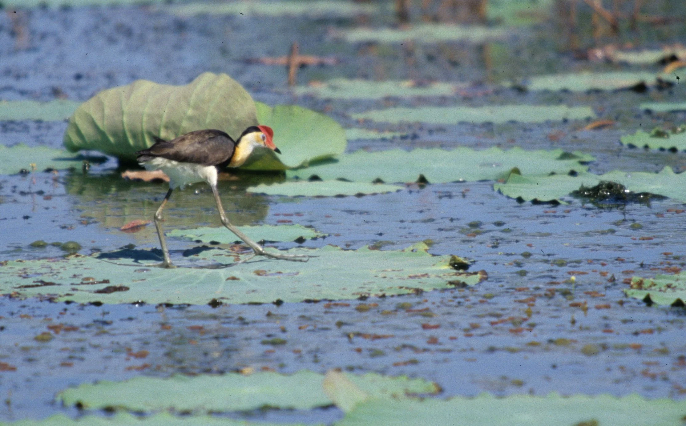 BIRD - JACANA - COMB-CRESTED JACANA - KAKADU NP A.jpg
