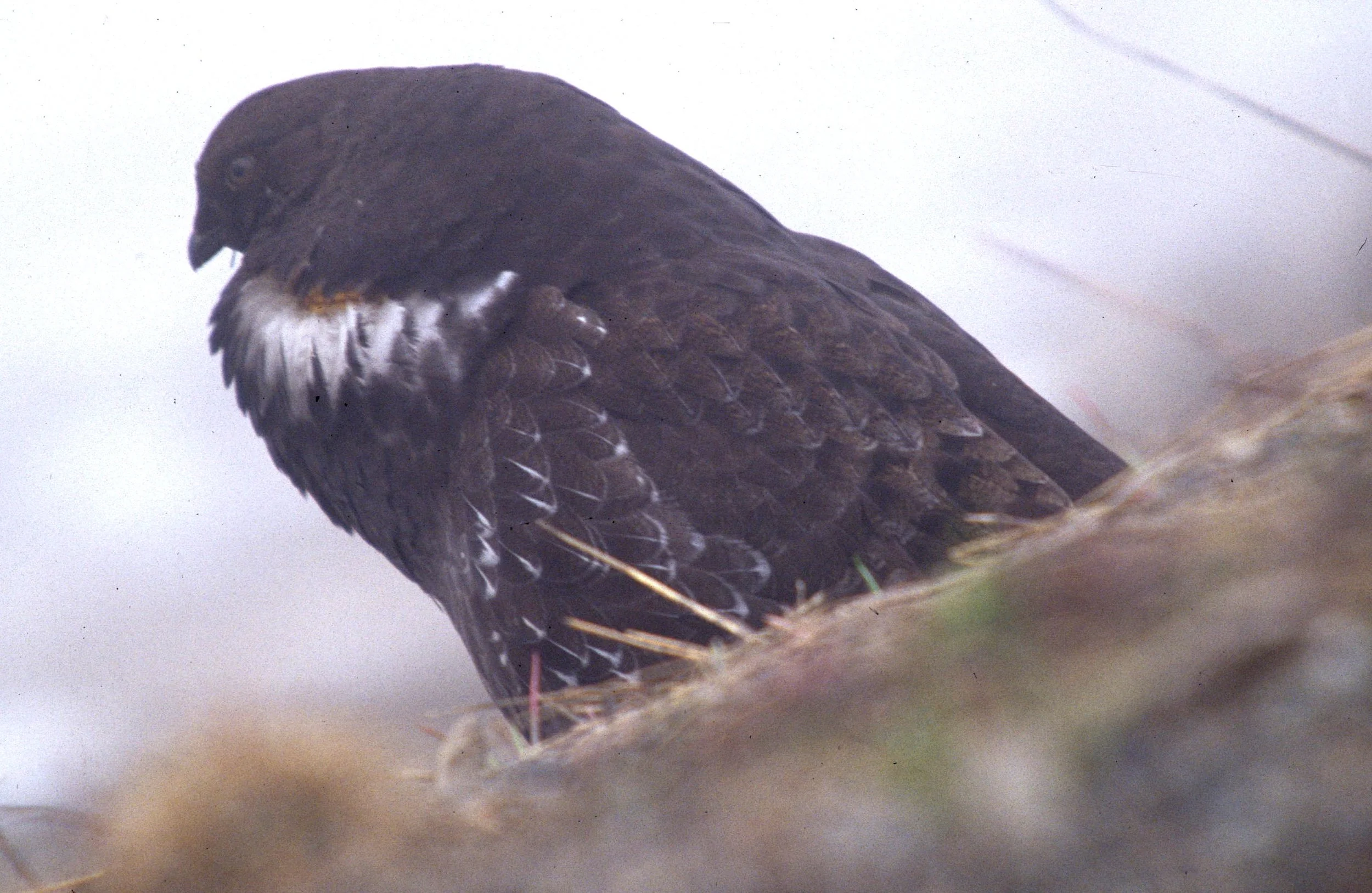 BIRD - GROUSE - BLUE - RIDGE ROAD E.jpg