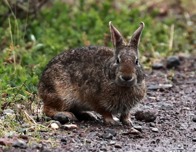 Genus Sylvilagus - Common & Andean Tapeti — Coke Smith Wildlife