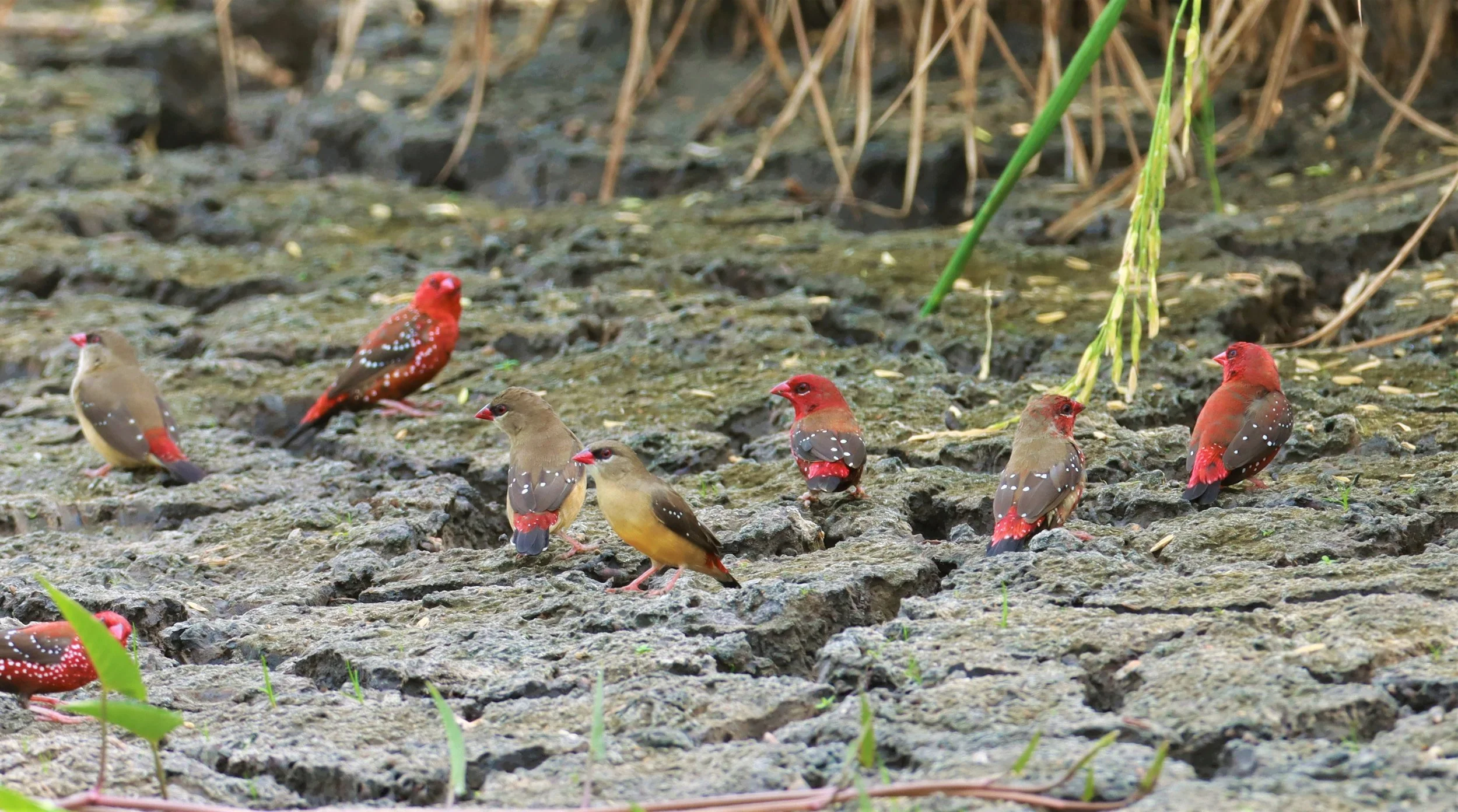 RED AVADAVAT - Amandava amandava - LAT KRABANG THAP YAO RICEFIELDS August 25, 2021 (22).jpg