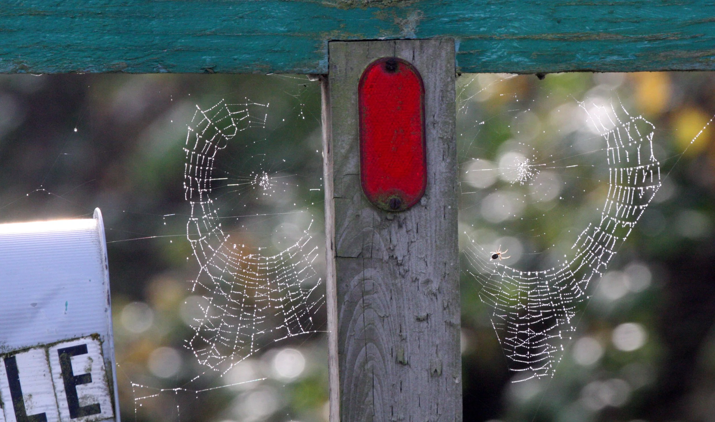 SEQUIM - SPIDER WEB IN MIST.JPG