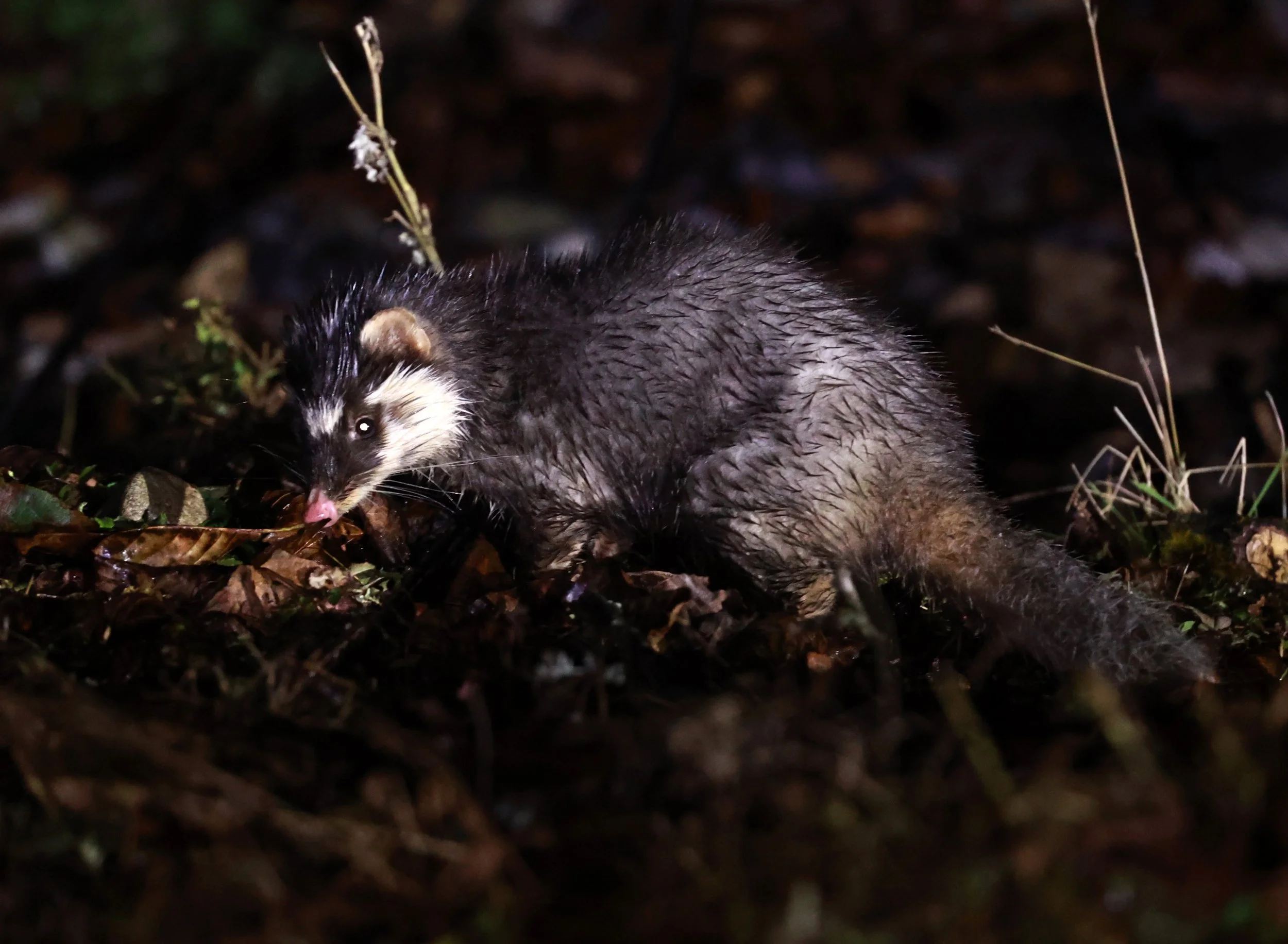 Chinese (Small-toothed) Ferret-badger (Melogale moschata) Labahe Nature Reserve, Sichuan China 2024 (14).jpg