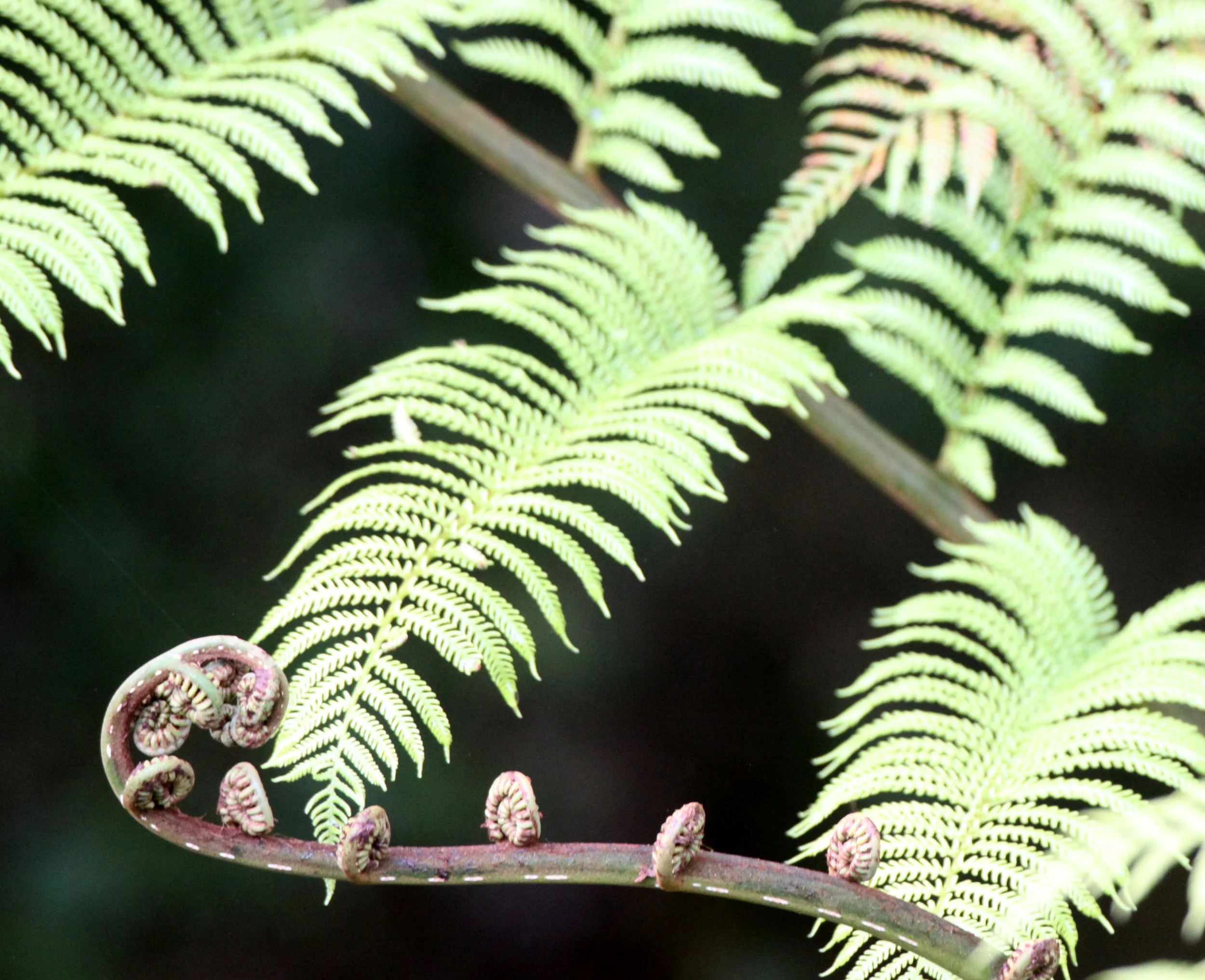 PLANT - FERN - MANTADIA NATIONAL PARK MADAGASCAR (4).JPG