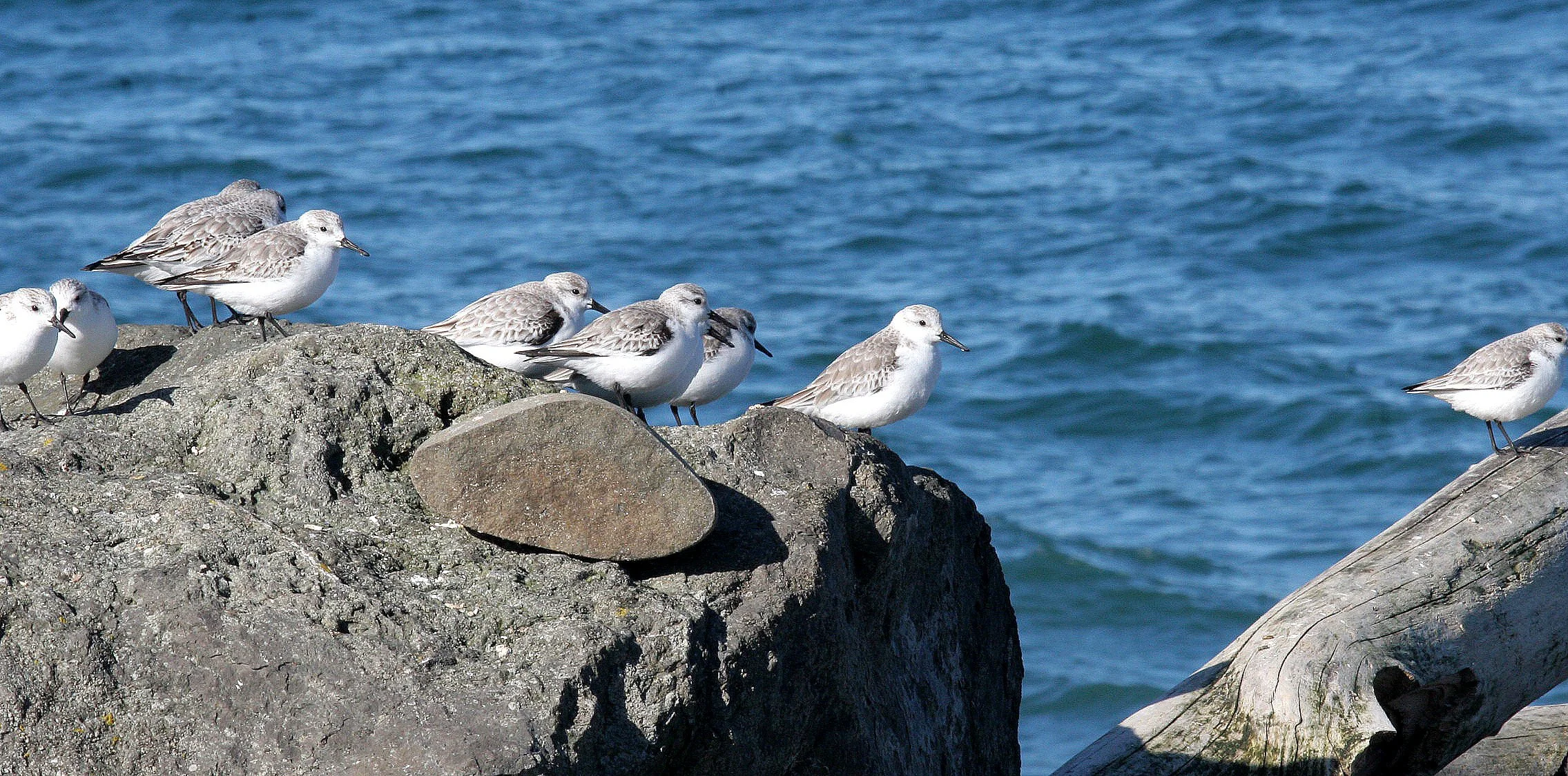 BIRD - SANDERLINGS - EDIZ HOOK PA HARBOR (27).jpg