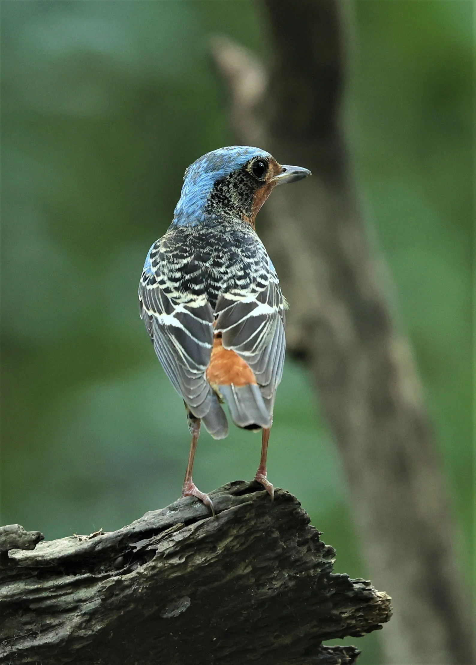 ROCK-THRUSH - WHITE-THROATED ROCK-THRUSH - Monticola gularis - WAT THAM PRATHUM CHONBURI March 2022 (44).jpg