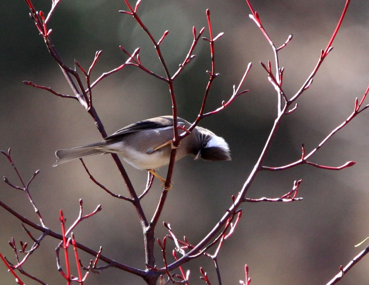 White-collared Yuhina (Parayuhina diademata) Baima Snow Mountain, Yunnan China (2).JPG