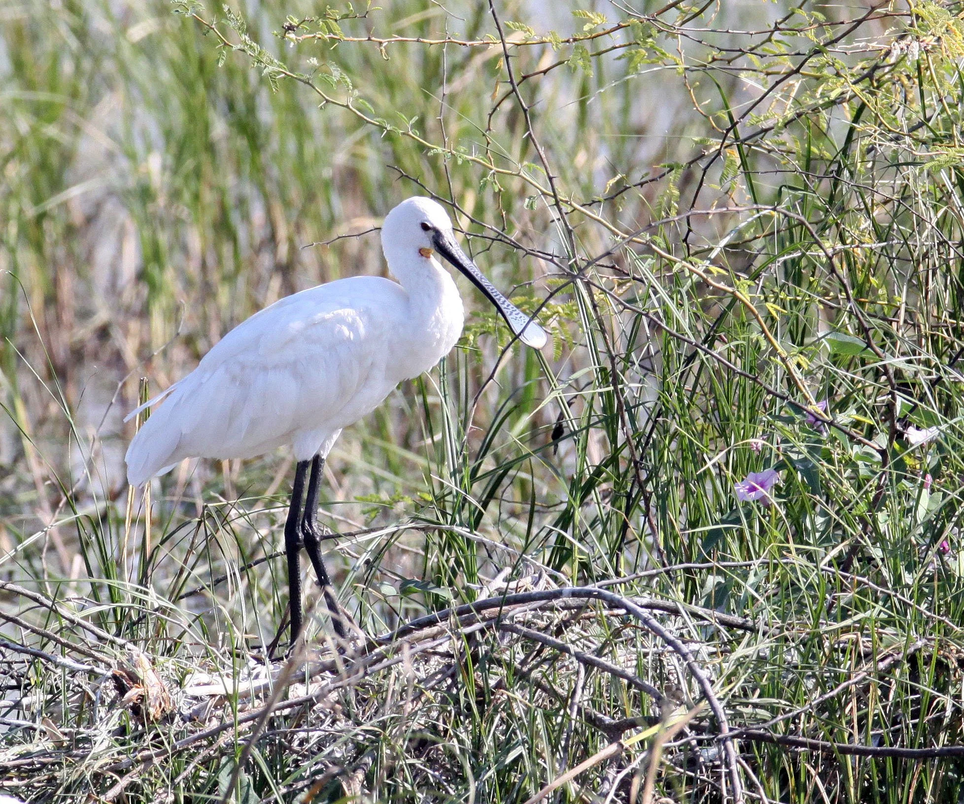 SPOONBILL - EURASIAN SPOONBILL - Platalea leucorodia - LITTLE RANN OF KUTCH GUJARAT INDIA (4).JPG