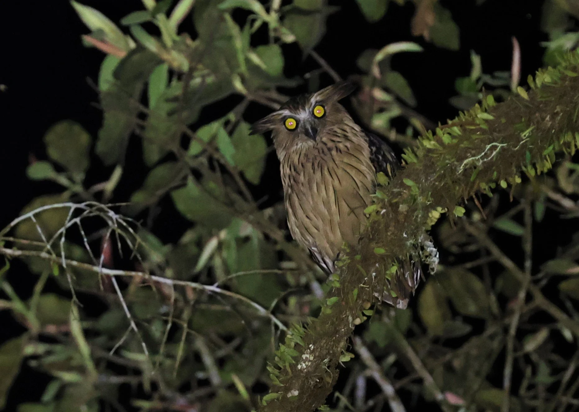 OWL - BUFFY FISH OWL - Ketupa ketupu - KRUNG CHING, KHAO LUANG NP, JAN 2022 (21).jpg