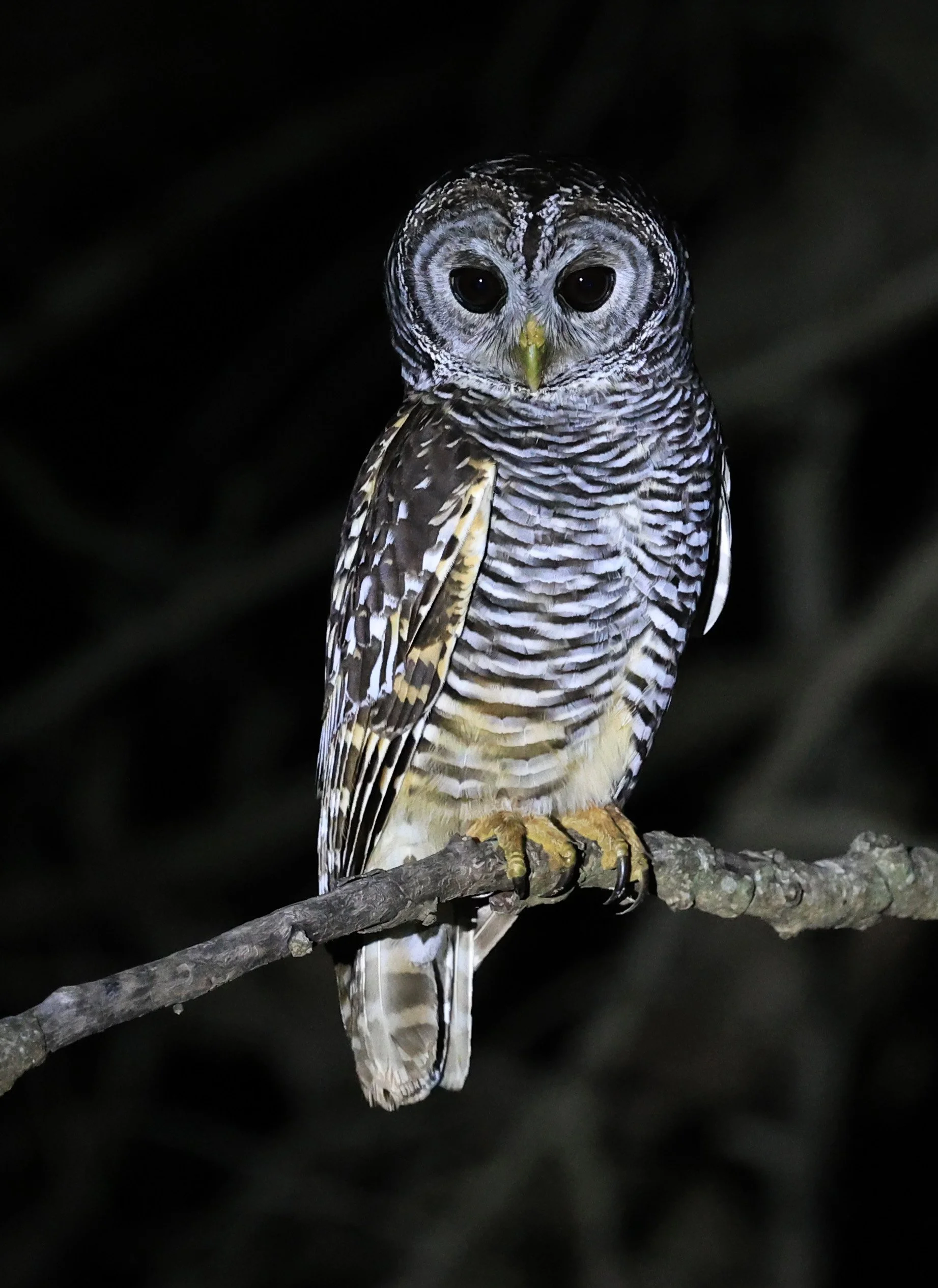 Chaco Owl (Strix chacoensis) Reserva Nueland  Selva Serena (7).jpg
