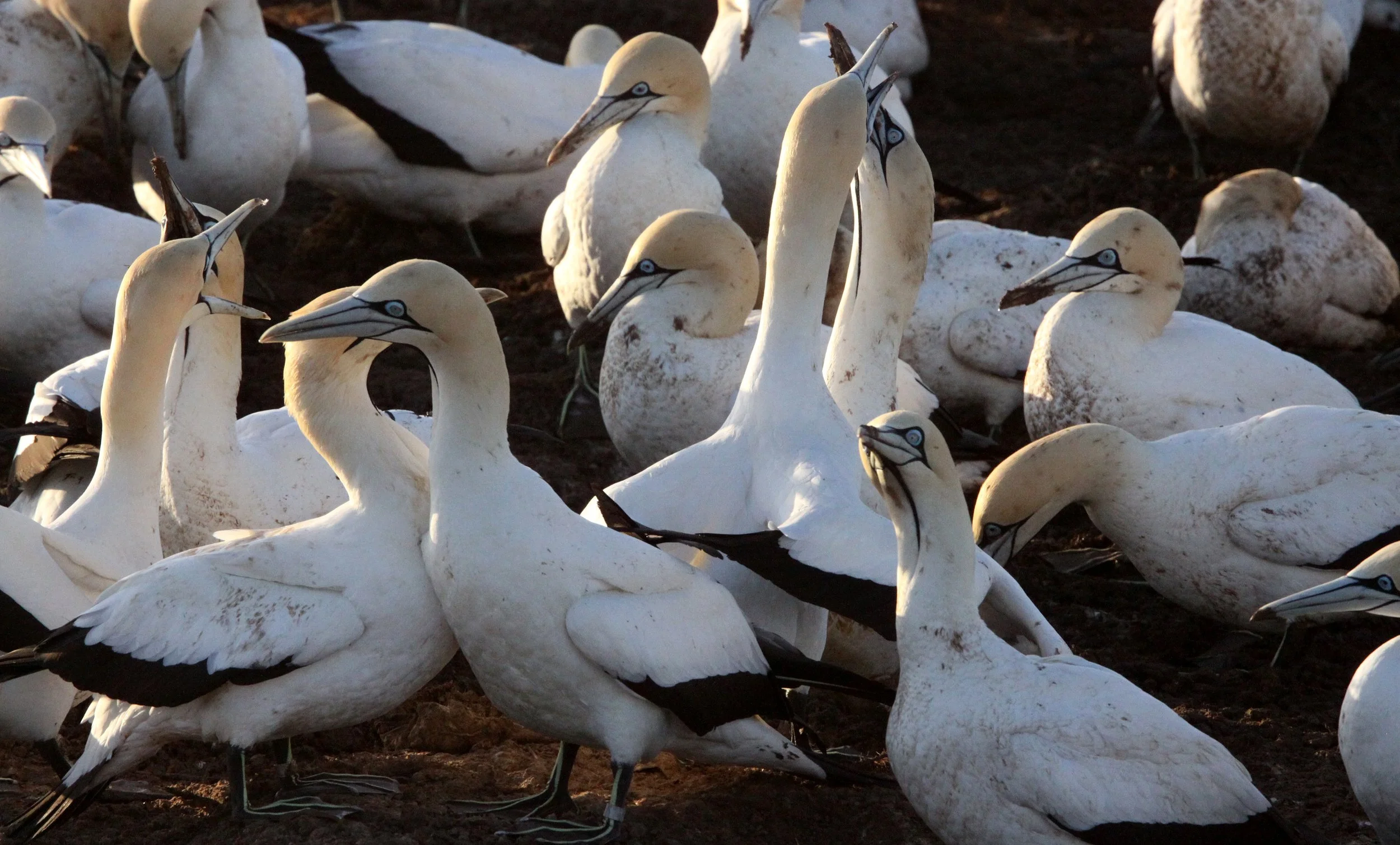 Cape gannet (Morus capensis) Lambert's Bay South Africa (111).JPG
