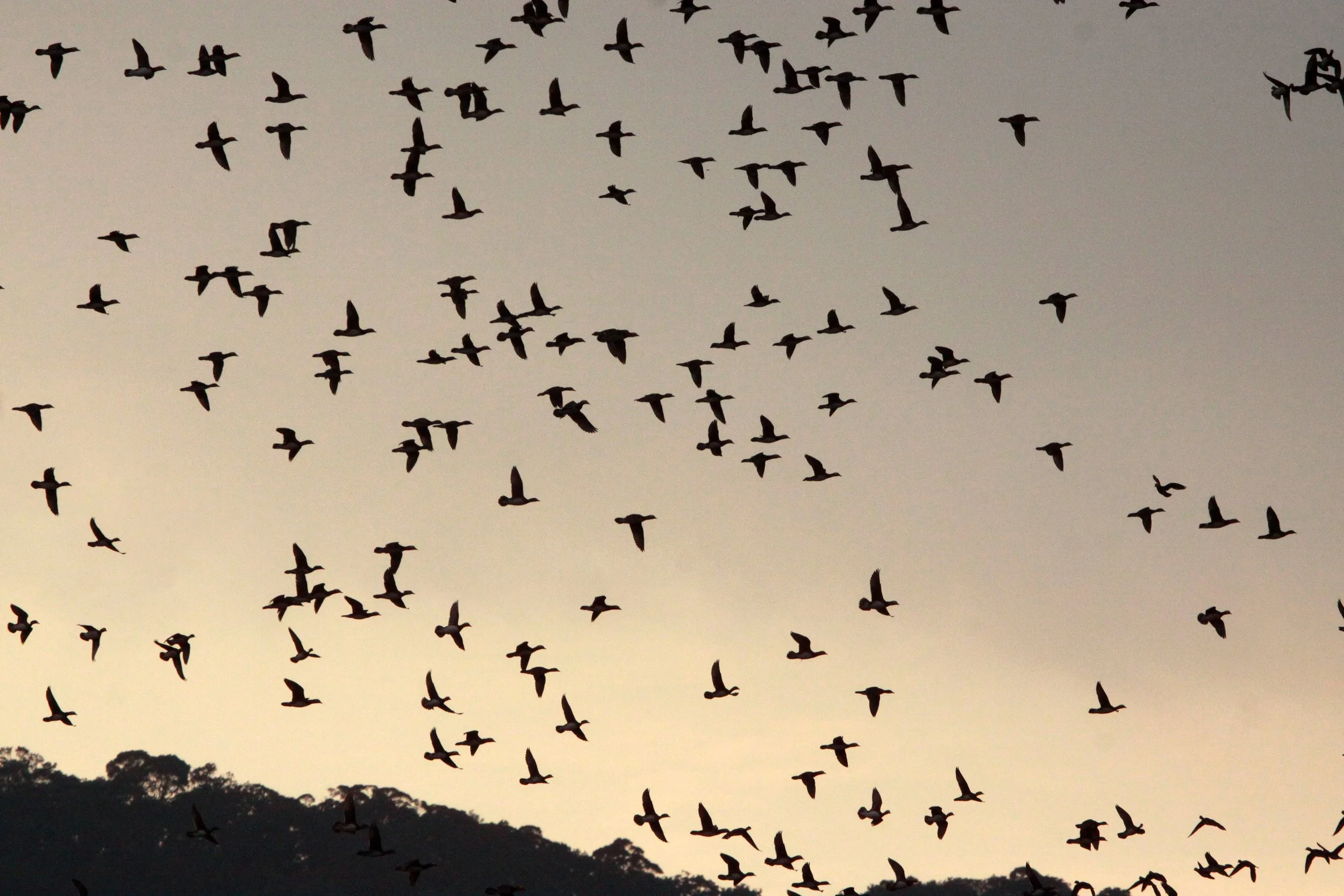 DUCK - MANDARIN DUCK - Aix galericulata - MIE PREFECTURE - TOBA JAPAN (16).JPG