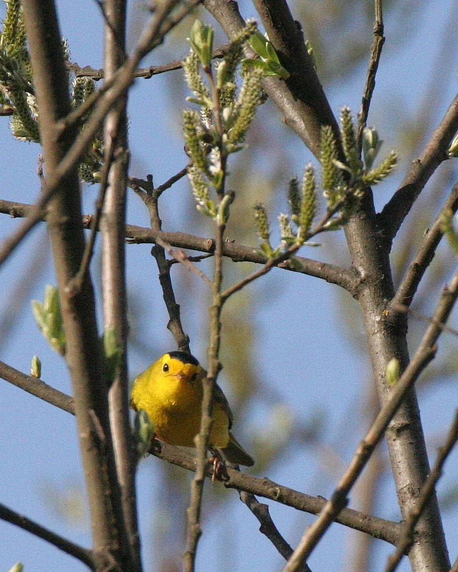 BIRD - WARBLER - WILSON'S WARBLER - WILSONIA PUSILLA - LAKE FARM WOODS WA (2).JPG