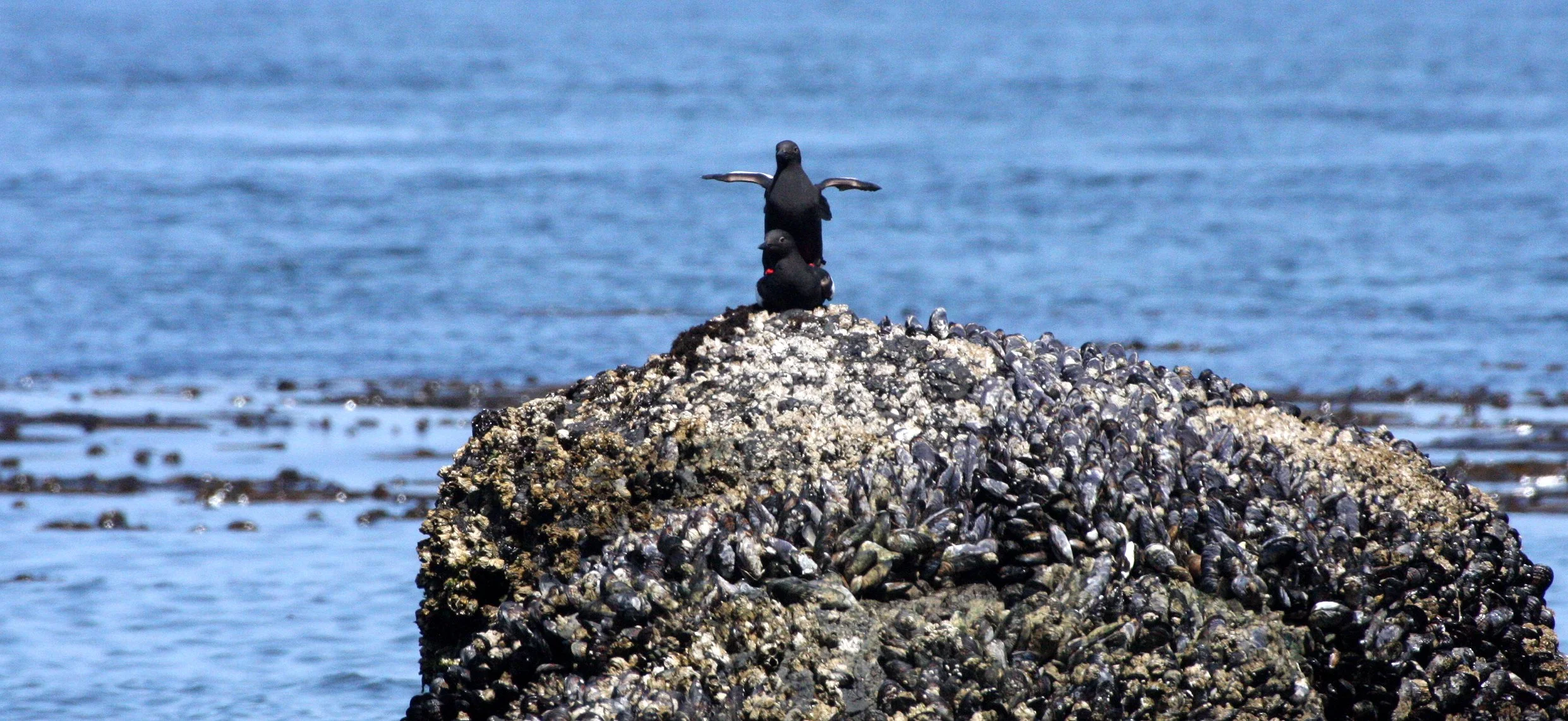 Cepphus columba adiantus - PIGEON GUILLEMOT - SALT CREEK WA (10).JPG