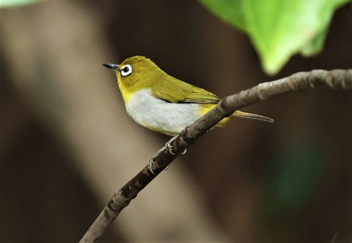 Swinhoe's White-eye (Zosterops simplex) Bang Pu Recreational Park & Mangrove Forest (78).jpg