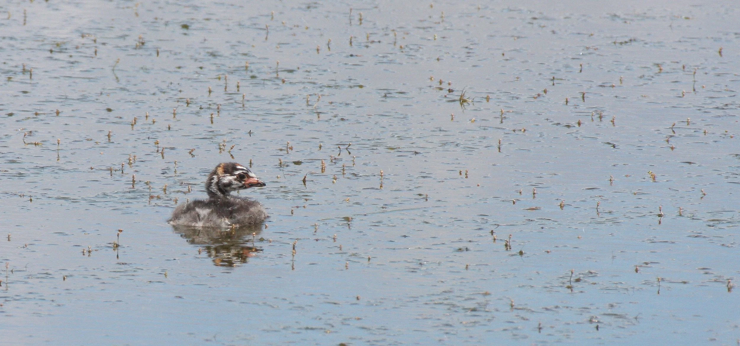 Pied-billed Grebe (Podilymbus podiceps) Ridgefield NWR Washington (15).JPG