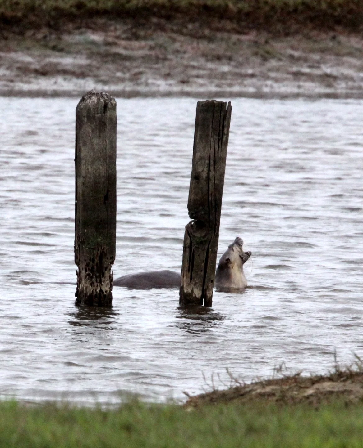 MUSTELID - OTTER - RIVER OTTER - ARCATA BOTTOMLANDS CALIFORNIA.JPG