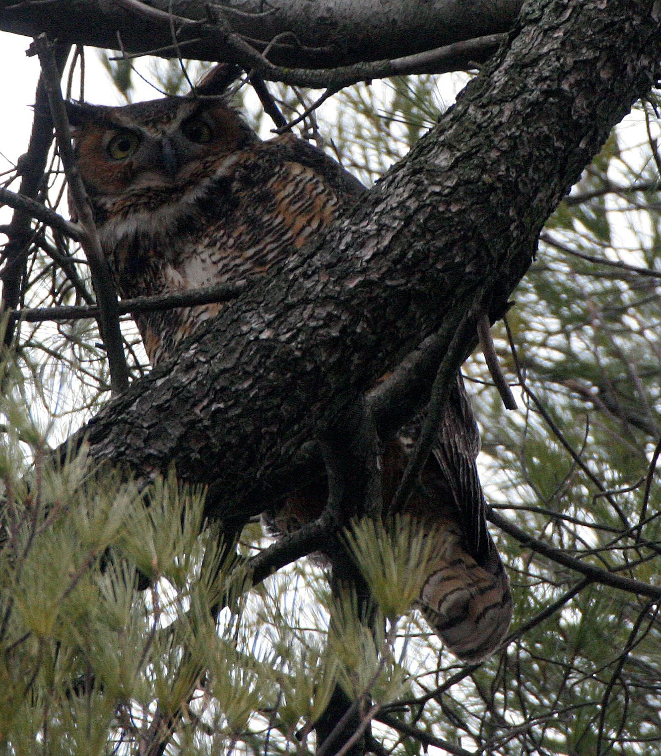 Bubo virginianus - GREAT-HORNED OWL - GENEVA COURTHOUSE ILLINOIS (41).JPG