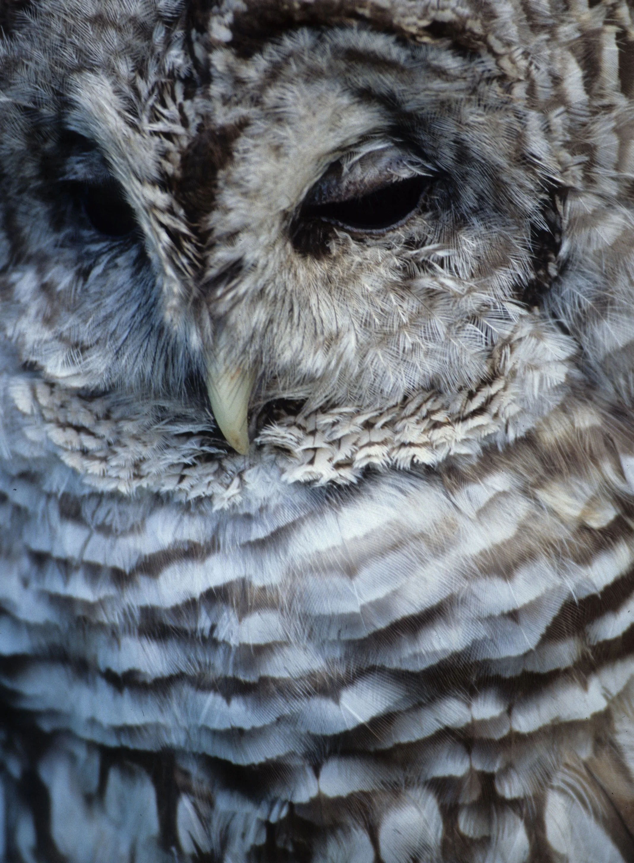 Strix varia - BARRED OWL - OLYMPIC RAPTOR CENTER WASHINGTON (11).jpg