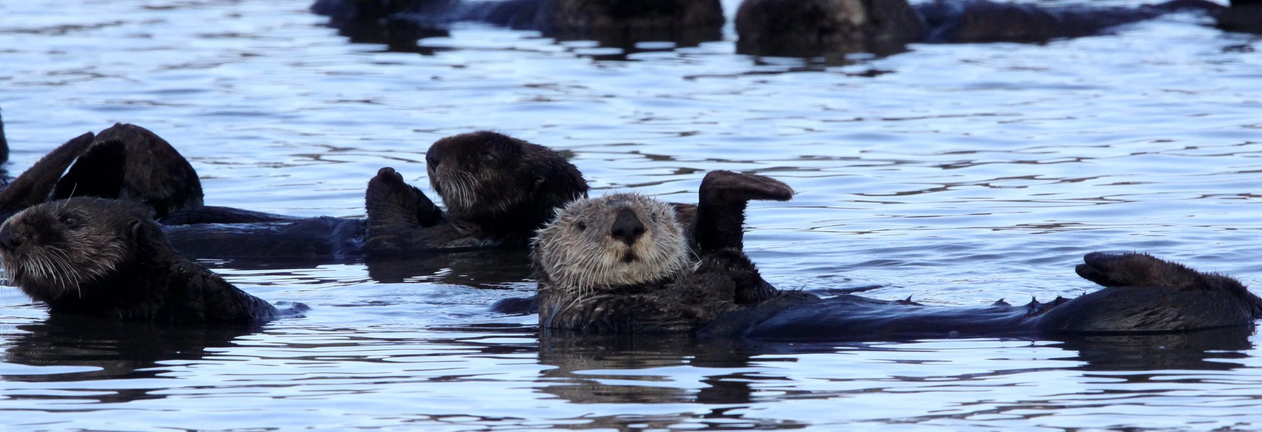 Enhydra lutris nereis - CALIFORNIA (SOUTHERN) SEA OTTER - ELKHORN SLOUGH  WILDLIFE REFUGE CALIFORNIA (11).JPG