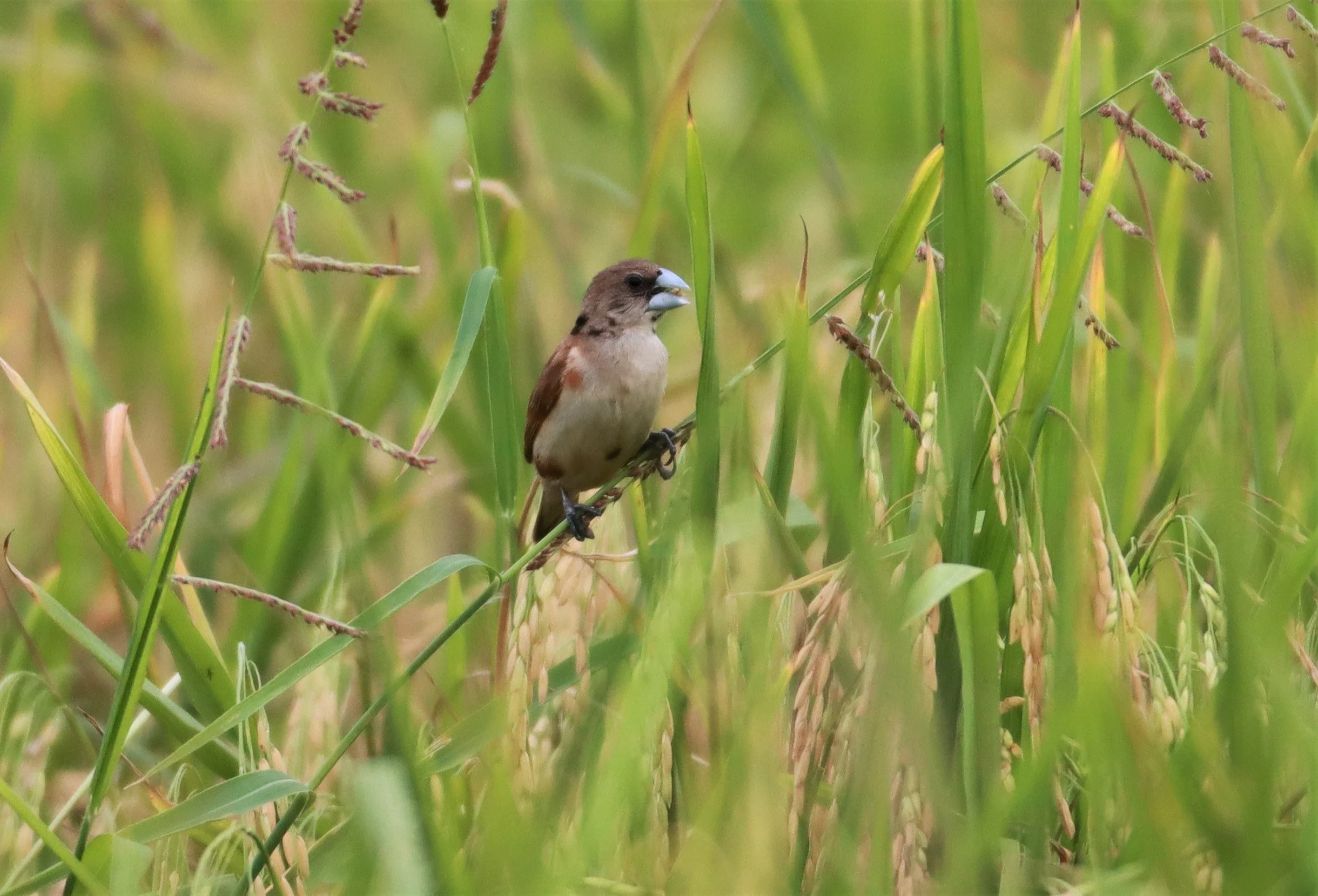 MUNIA - BLACK-HEADED MUNIA - Lonchura malacca - LAD KRABANG  THAP YAO RICE FIELDS AUGUST 14 2021 (4).jpg