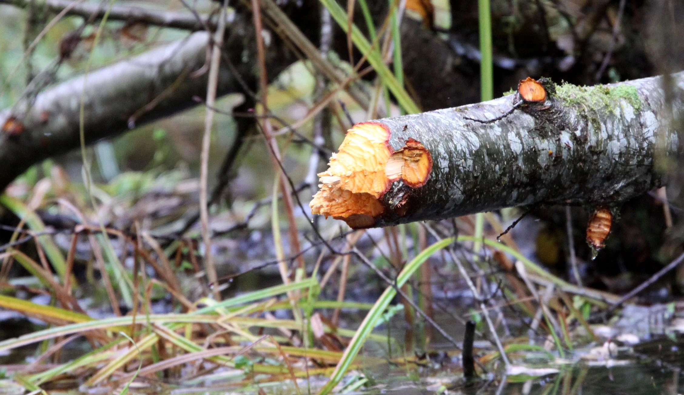RODENT - BEAVER DAMAGE - HOH RAINFOREST WA.JPG