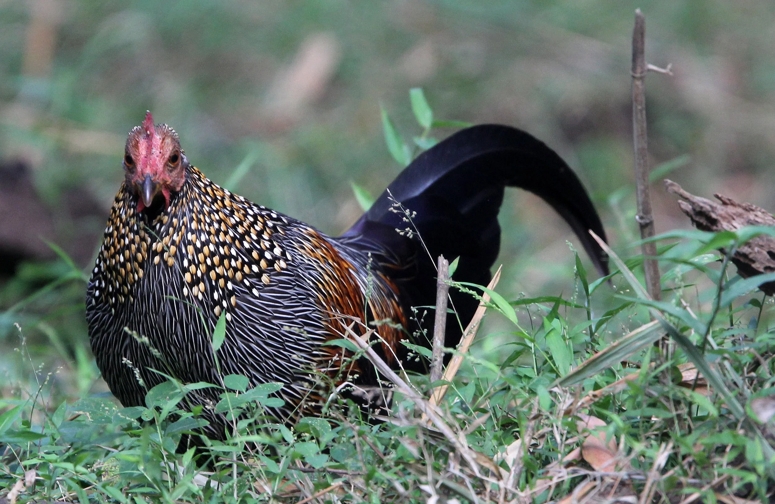 BIRD - JUNGLEFOWL - INDIRA GANDHI TOPSLIP NATIONAL PARK, TAMIL NADU INDIA (11).JPG