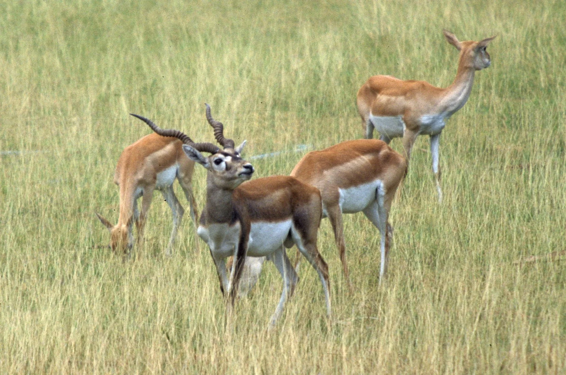 BOVID - SPECIES A - INDIA.jpg