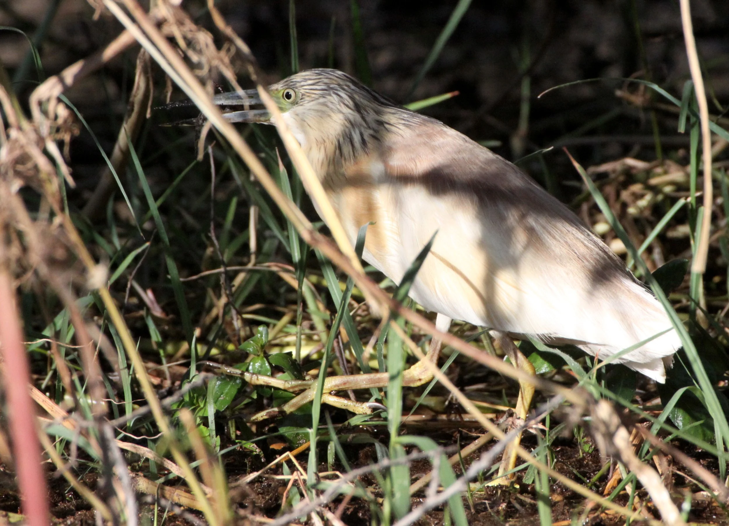 HERON - SQUACCO HERON - Ardeola ralloides - CHOBE NATIONAL PARK BOTSWANA (25).JPG