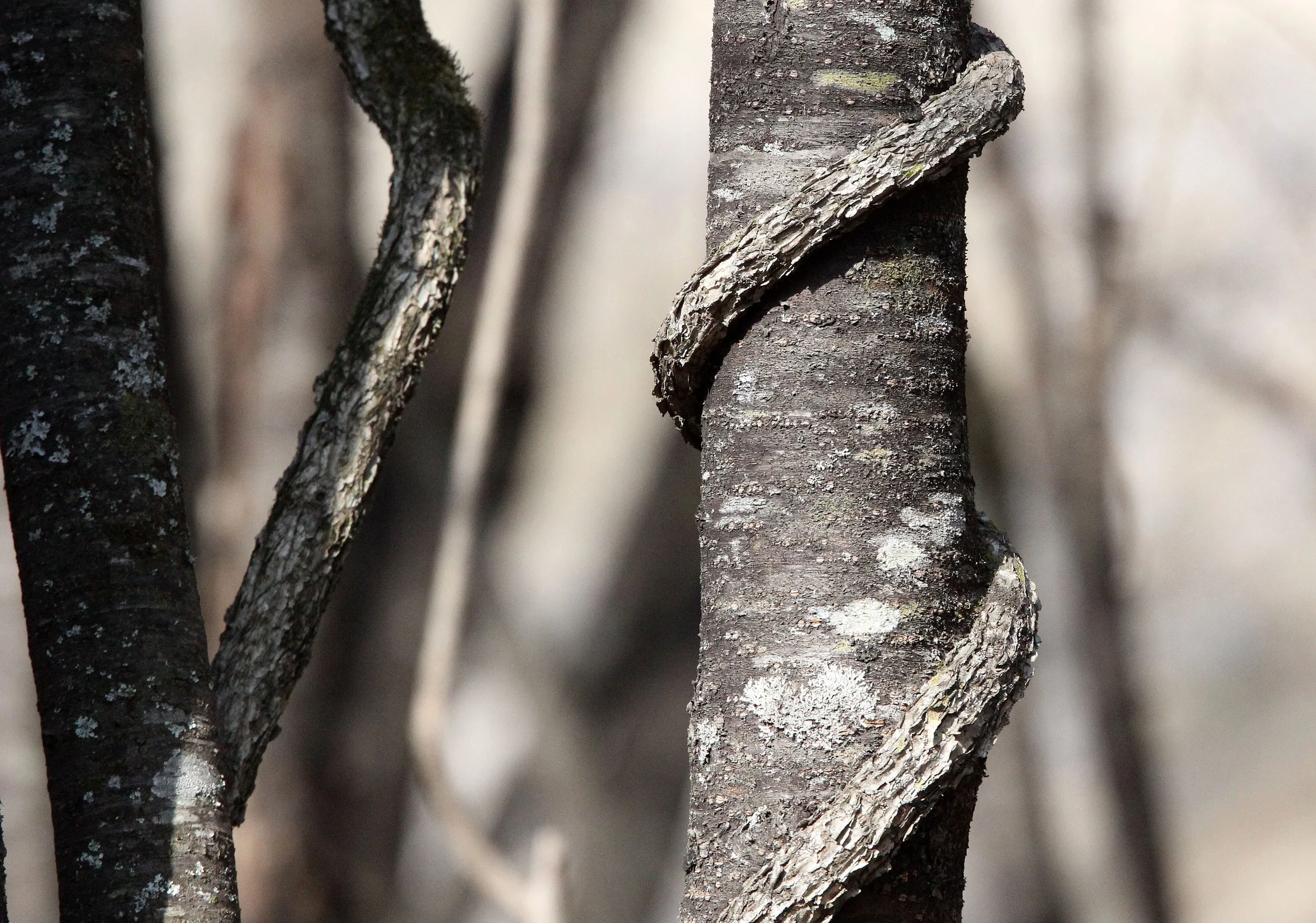 TANGJIAHE NATURE RESERVE, SICHUAN CHINA (17).JPG
