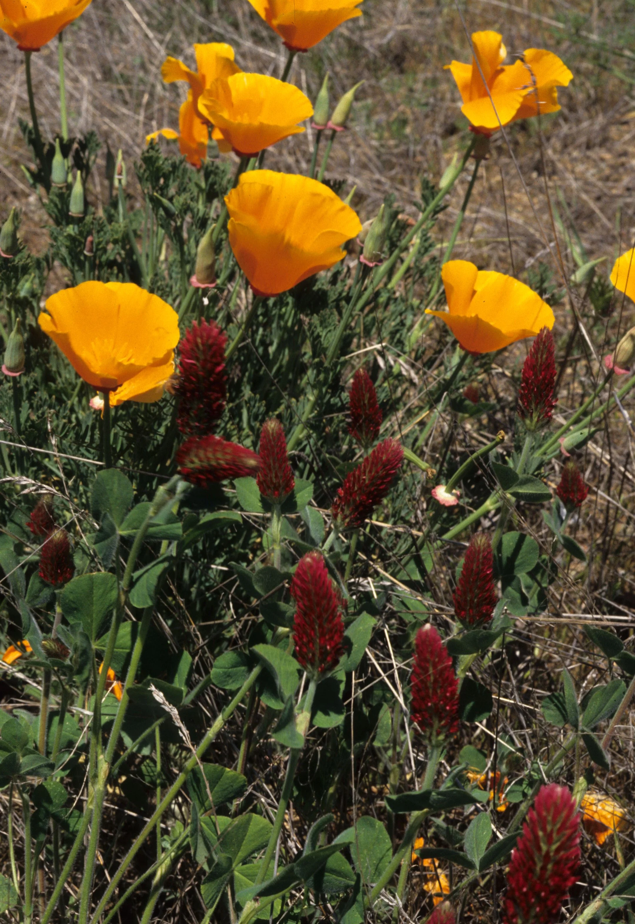 CALIFORNIA - SIERRA - ESCHSCHOLZIA CALIFORNICA WITH TRIFOLIUM TRIDENTATUM - TOMCAT CLOVER - FOOTHILLS.jpg