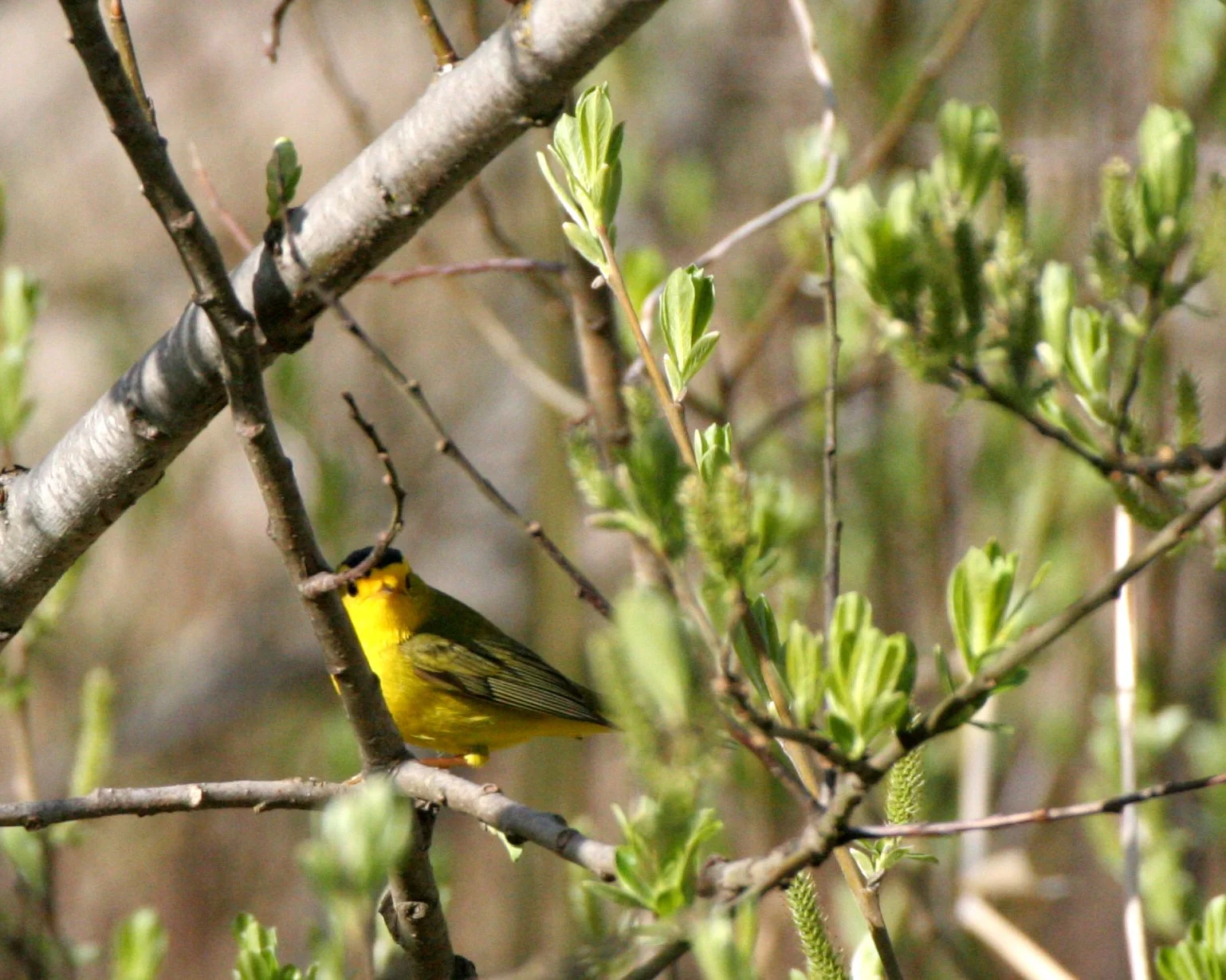 BIRD - WARBLER - WILSON'S WARBLER - WILSONIA PUSILLA - LAKE FARM WOODS WA (14).JPG