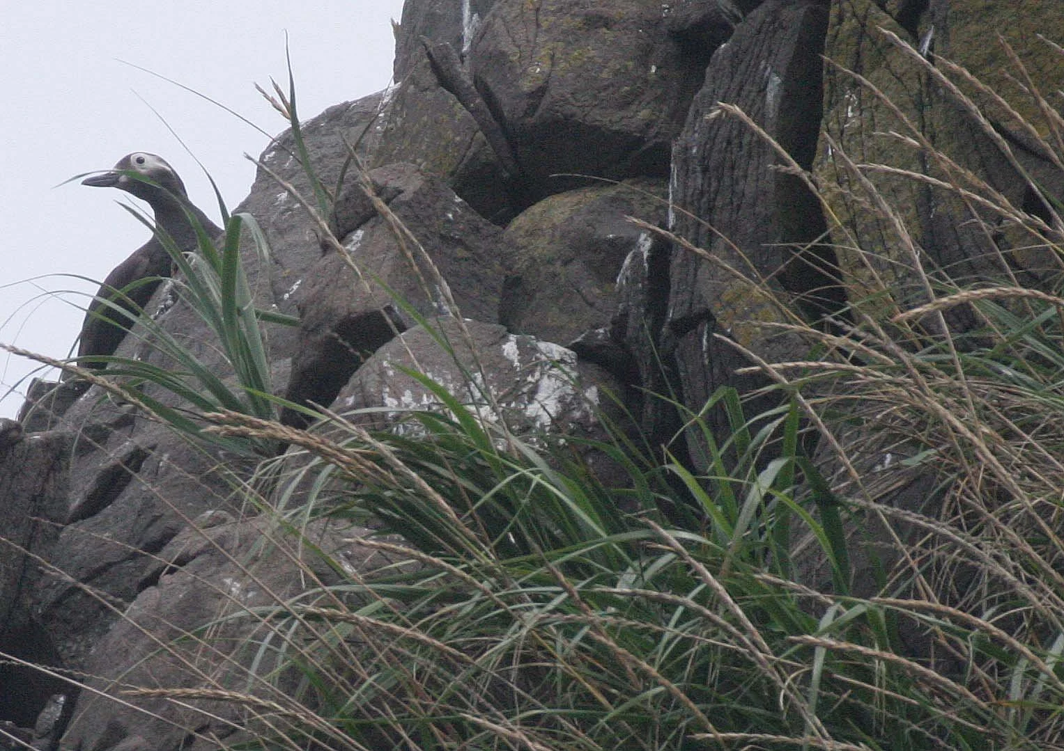 Cepphus carbo - SPECTACLED GUILLEMOT - MONERON ISLAND RUSSIA (6).jpg