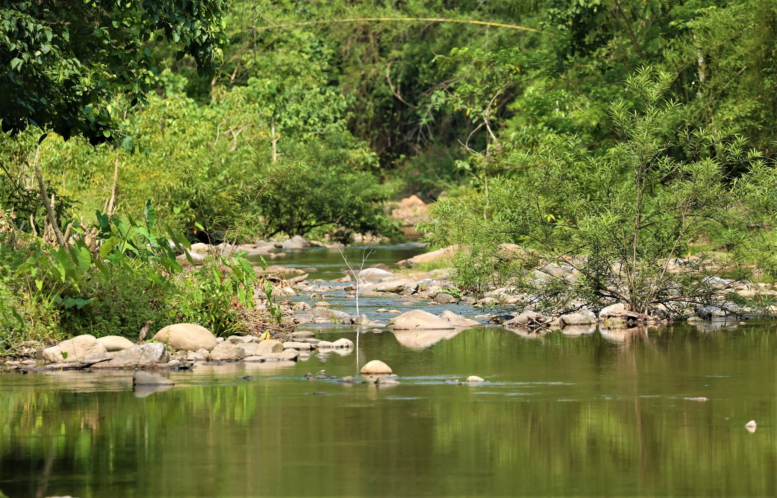 Thap Salao River: This river flows through the main administrative area, which includes the visitor center and the Sueb Nakhasathien Memorial. It is a primary water source that attracts various wildlife, particularly during the dry season.